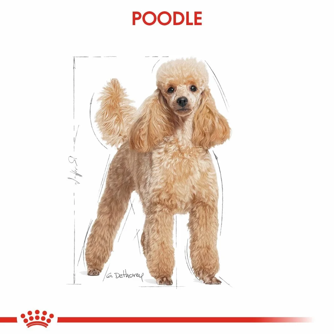 Royal Canin Poodle Adult | 3 kg | Alimento secco per Barboncini adulti | Per sostenere il pelo e il tono muscolare | Per cani a partire da 10 mesi di età