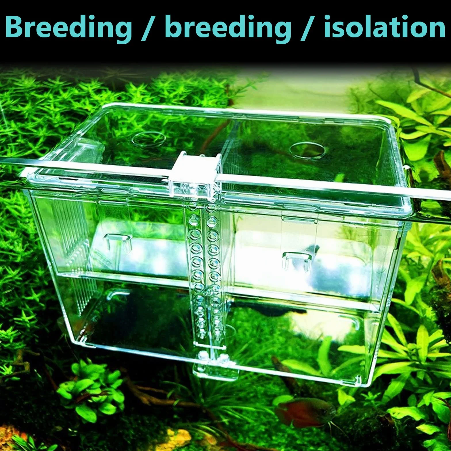Scatola di Allevamento in Acrilico per Acquario - Sala Parto Con Ventose, Incubatrice e Isolamento per Pesci e Gamberetti