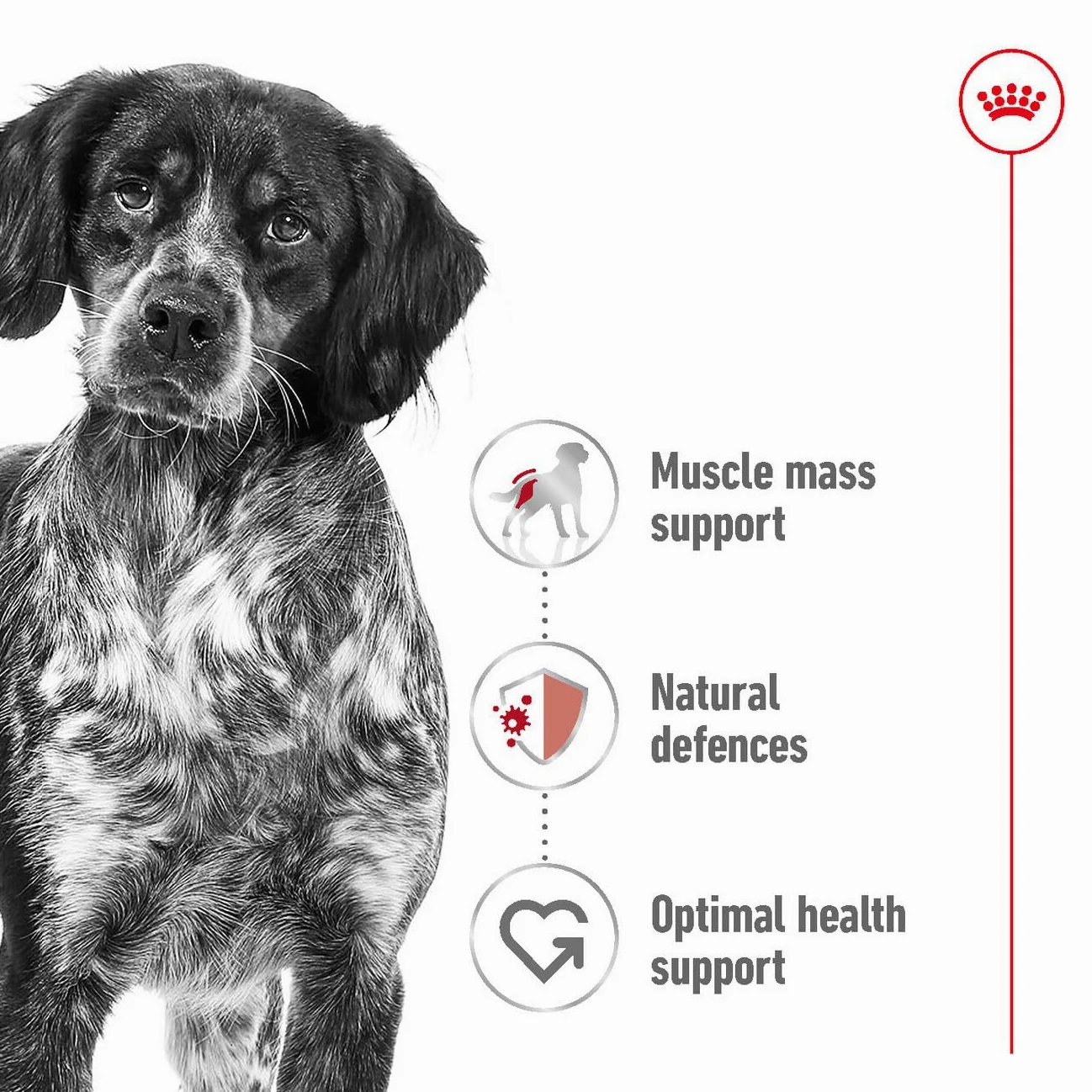 Royal Canin C-08402 S.N. Adulto Medio - 4 kg