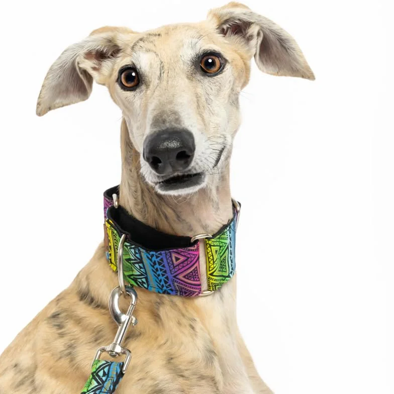 Collare Martingale per cani Kenya L