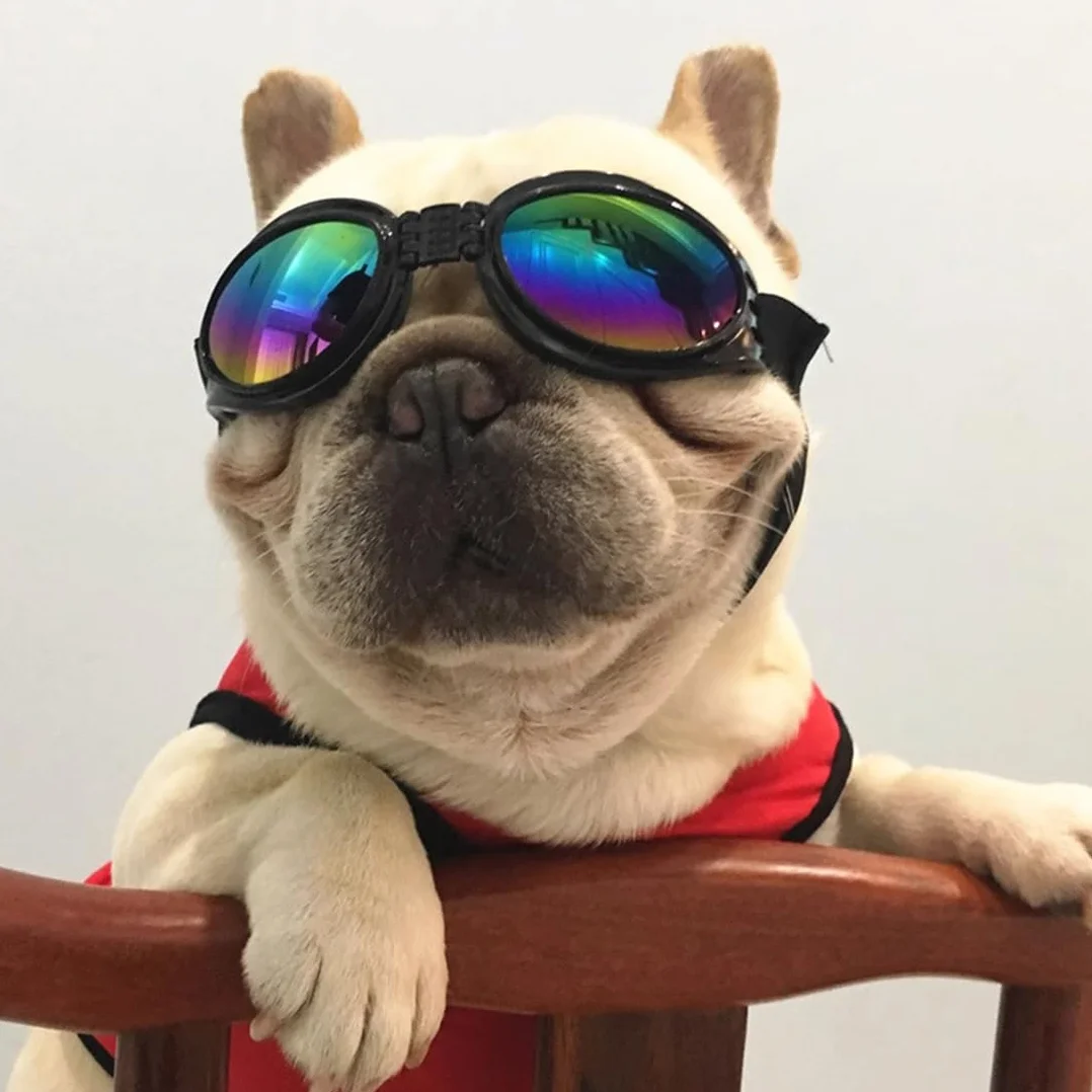 Occhiali Per cani, Occhiali da Sole Cani con Cinturini Regolabili, Accessori Cani Domestici Occhiali, Occhiali da Sole Cani， Protezione UV, Occhiali da Sole e Protettivi per Cani