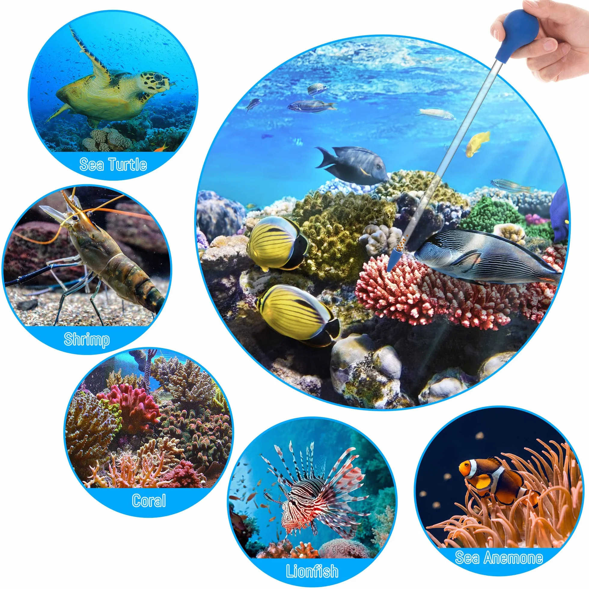 Mangiatoia per Coralli Lungo 30 cm Tubo di Alimentazione in Acrilico per Pesci Marini Pipetta Lunga per la Maggior Parte Degli Organismi d'Acquario 2 Pezzi (Blu)