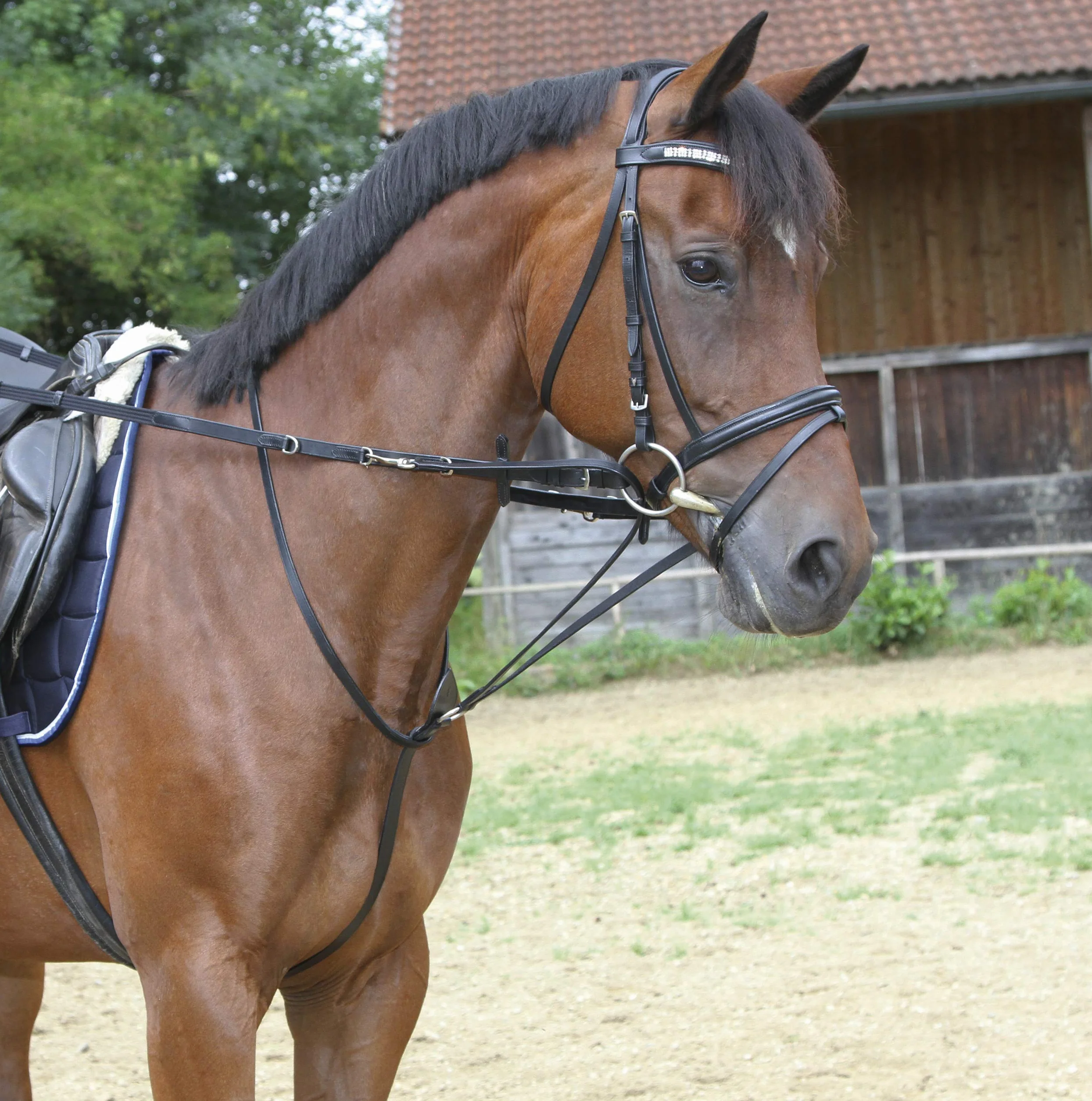 Covalliero Kerbl – Tedesco Martingal