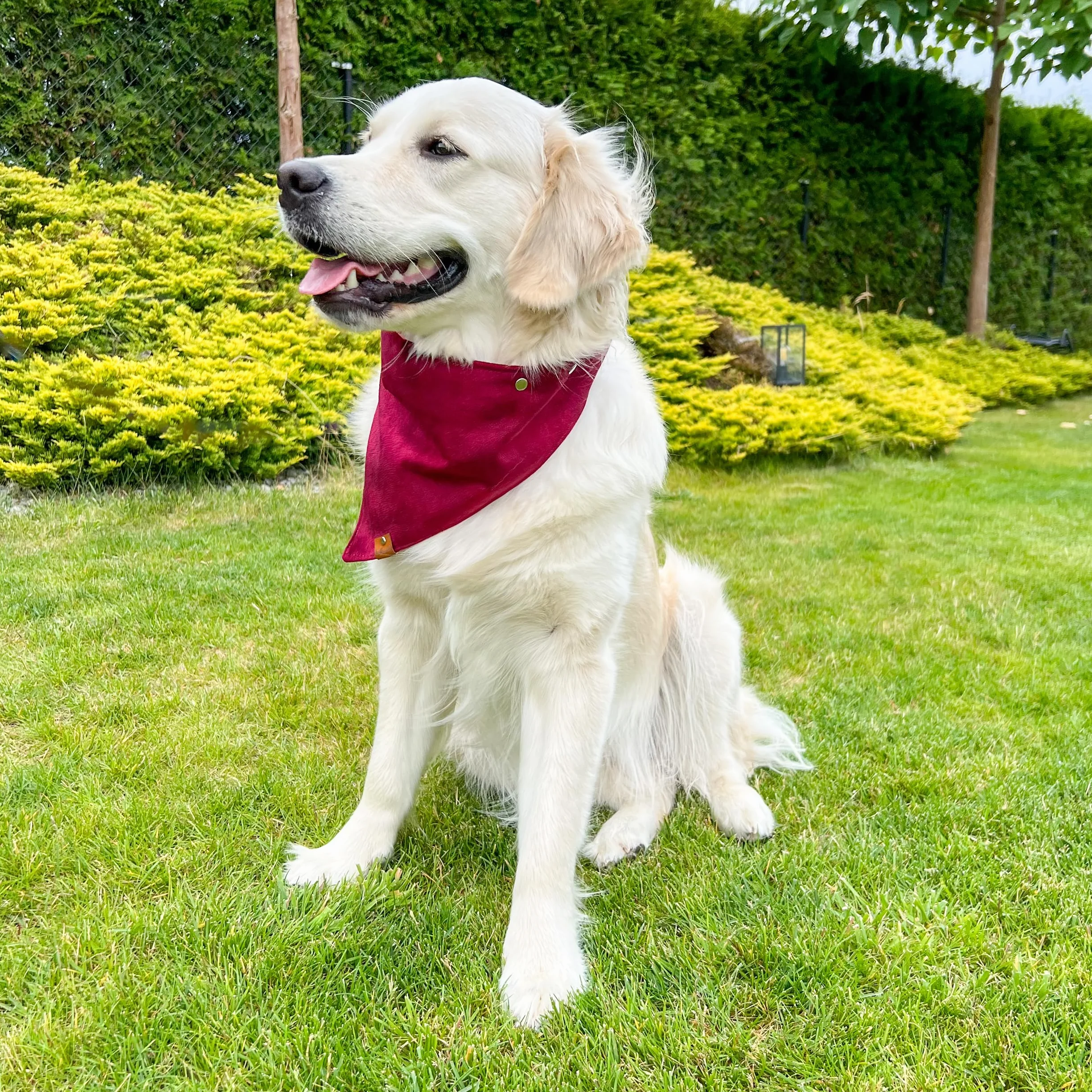Bandana per cani con chiusura in metallo collare regolabile in morbido velluto Ciliegia L