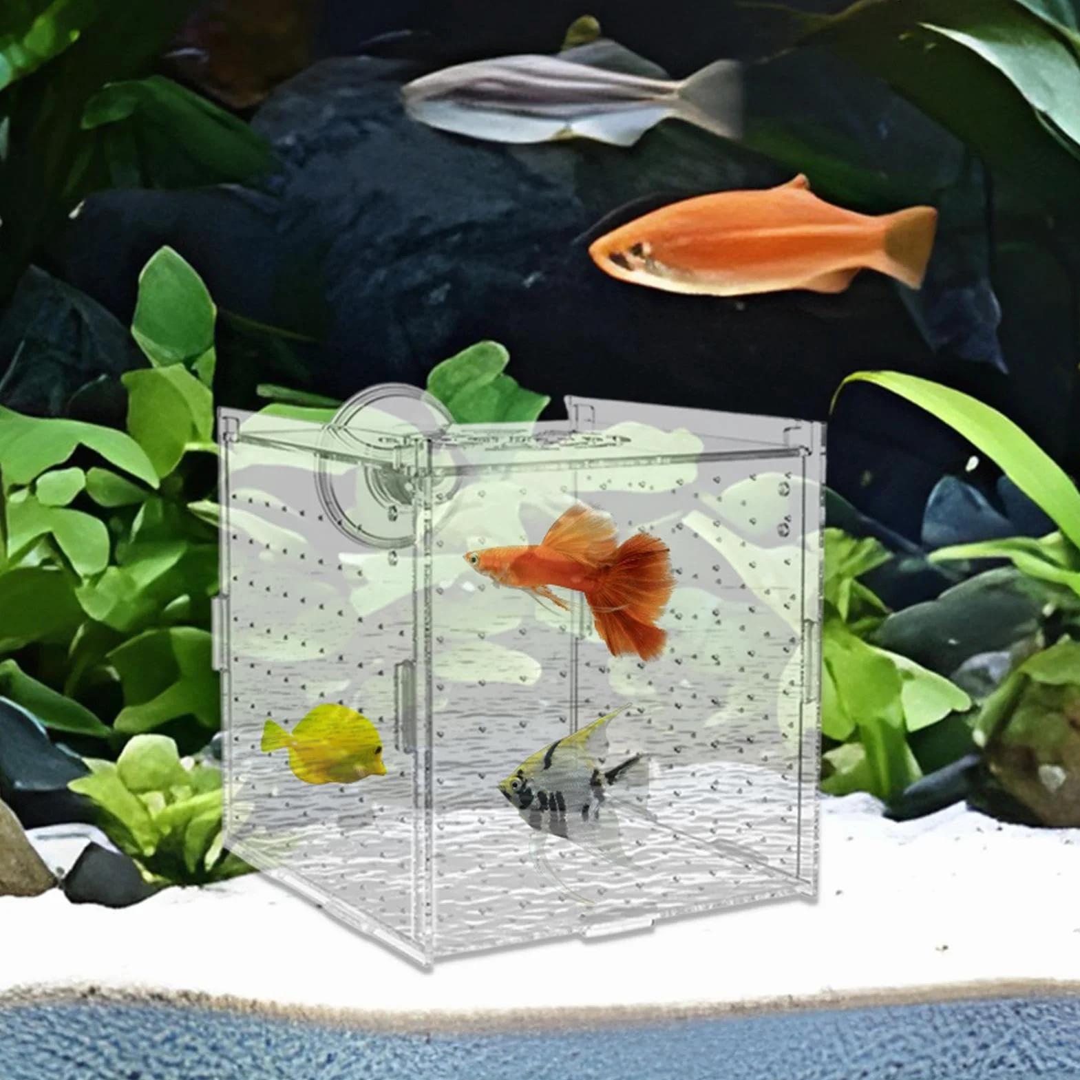 Scatola Isolamento per Vasca Pesci - Vasca Per Acquario In Acrilico Trasparente - Container Stabile per Allevamento di Gamberetti Guppy Pesci Angelo Adattamento e Schiusa