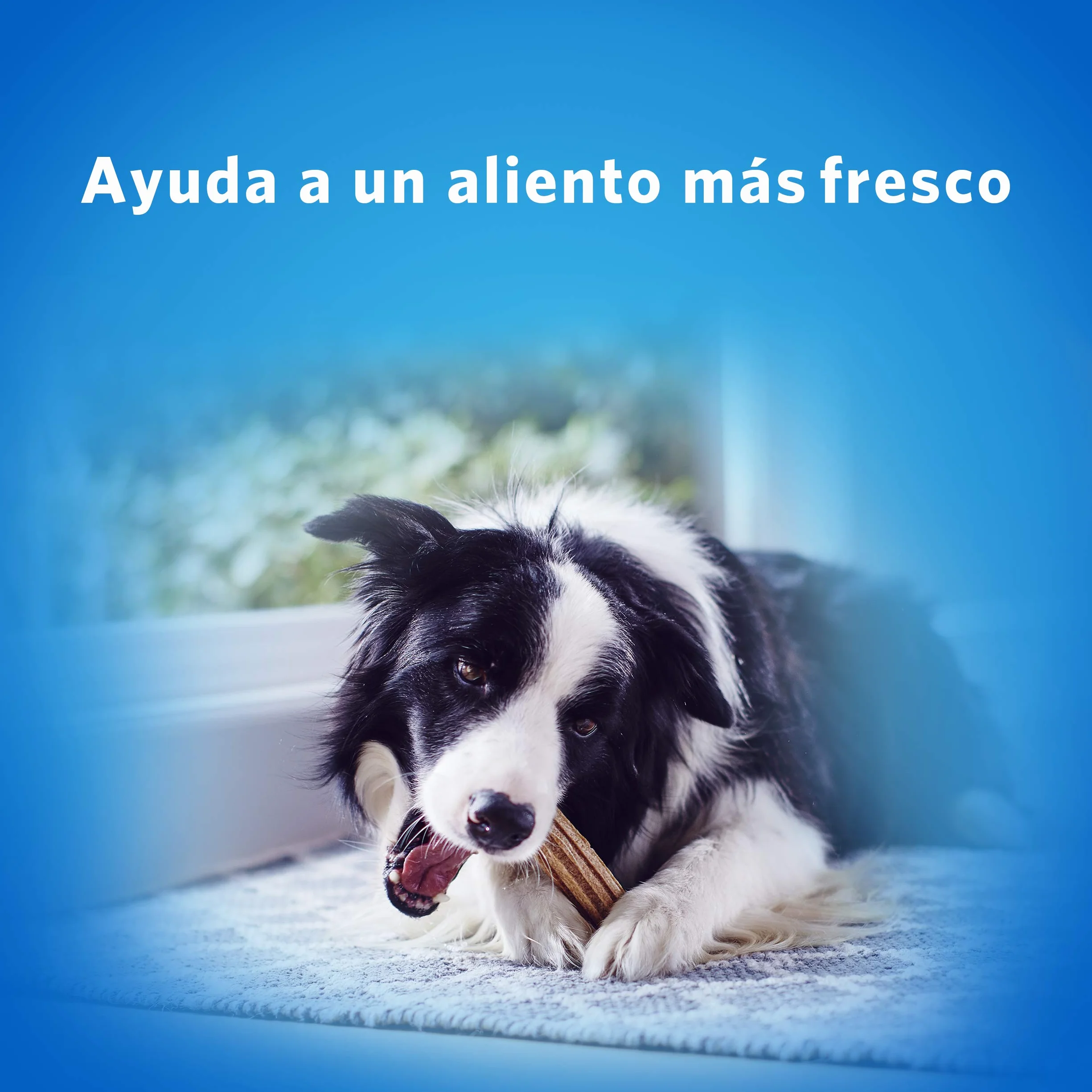 PURINA DENTALIFE Daily Oral Care Snack per l'Igiene Orale per Cani Adulti Stick con Pollo 5 Confezioni da 426g