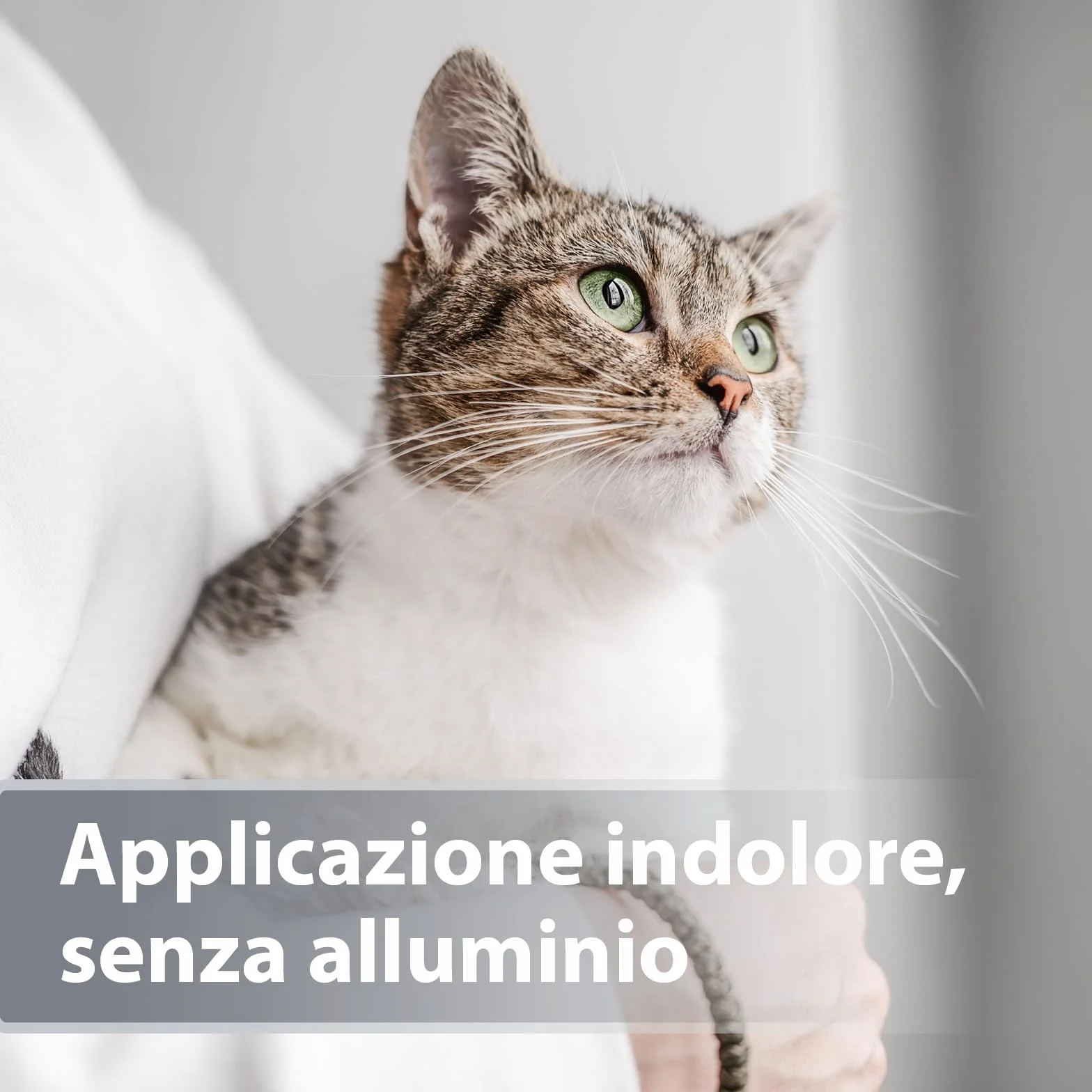 Felisept Micro Argento Spray per gatti 75ml - Cicatrizzante - Spray per ferite del cane - Indolore per il gatto - Senza alluminio e argento colloidale per gatti - Idratante