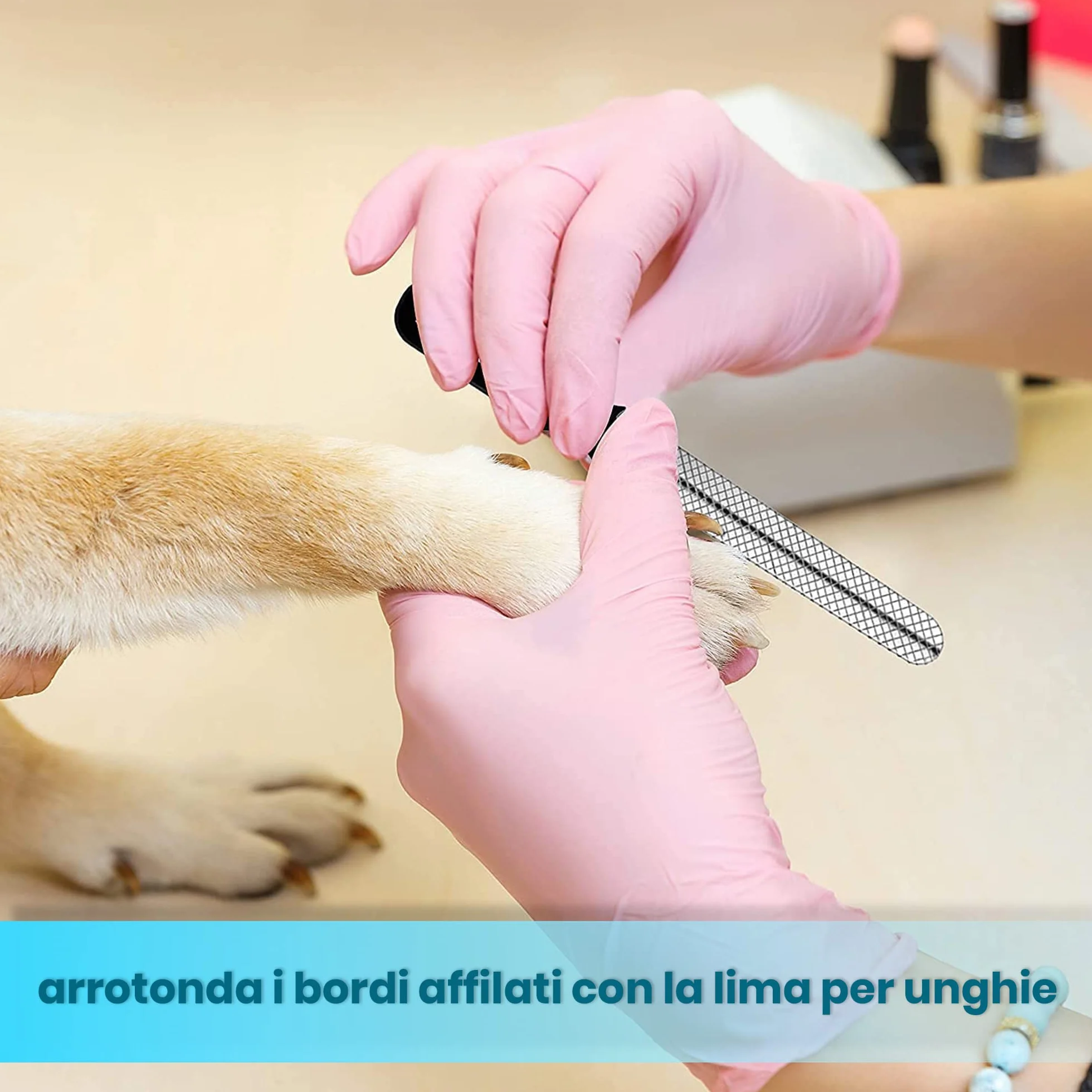 CANDURE Tagliaunghie Cane e Gatto con Guardia per Protezione Cani - Acciaio Inossidabile Tagliaunghie Gatto Professionale per Veterinaria e Uso Personale (Blu, Grande a Medio)