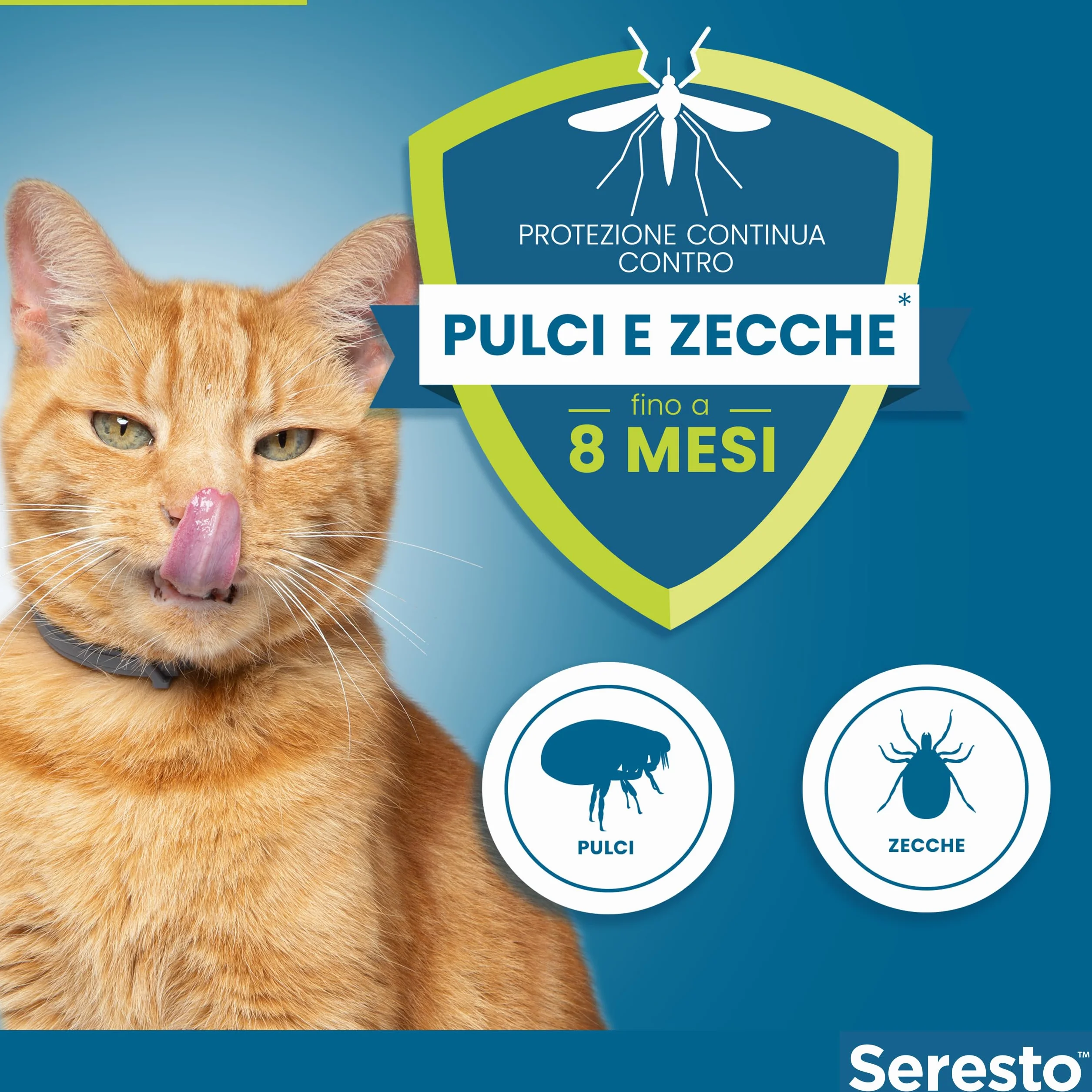 Seresto collare antiparassitario per gatti. Elimina pulci e zecche, fino a 8 mesi di protezione, Il pacchetto può variare