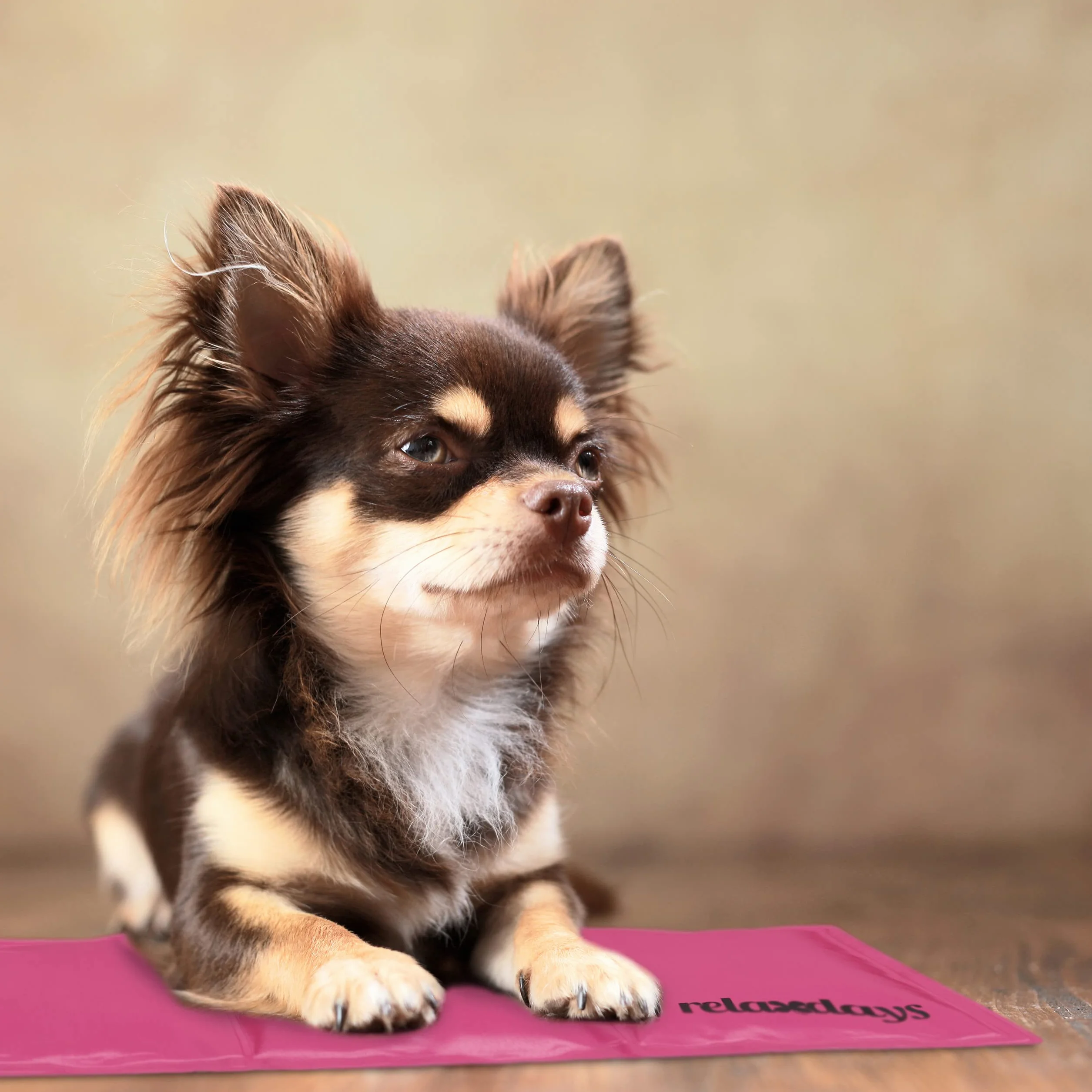 Relaxdays Tappetino Refrigerante per Cani 20 x 35 cm Rosa Gel Rinfrescante