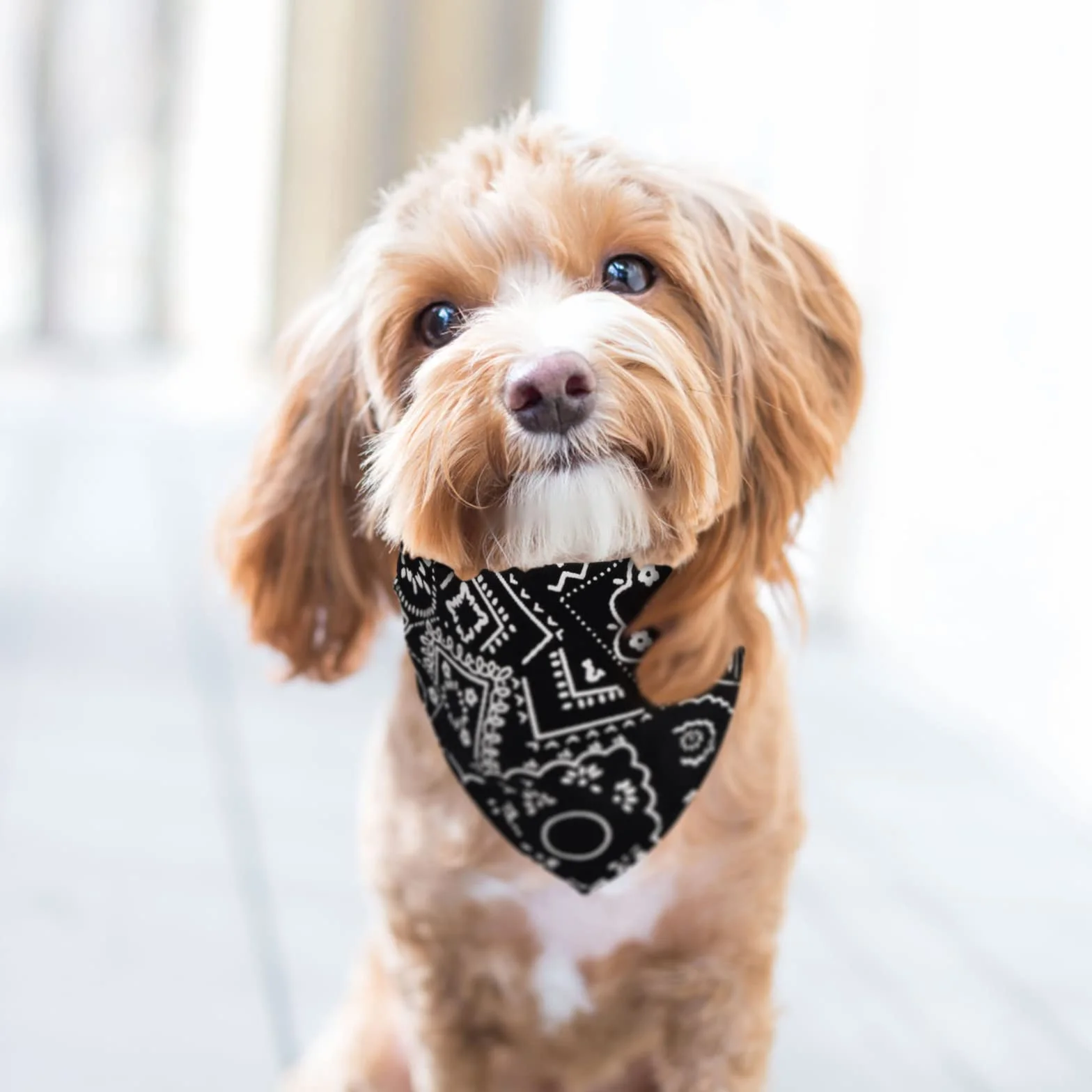 Collare a Bandana per Cani Regolabile Triangolare Lavabile 4 Pezzi Rosso Blu Nero Rosa