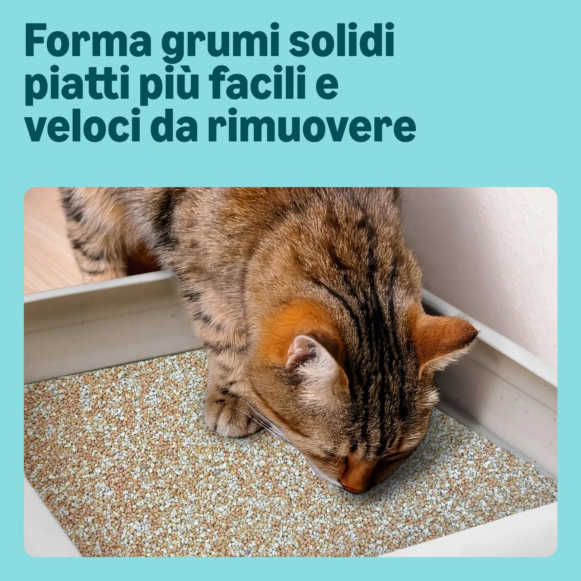 Lettiera per Gatti con Agglomerante Fine, Senza Profumazione, 10L