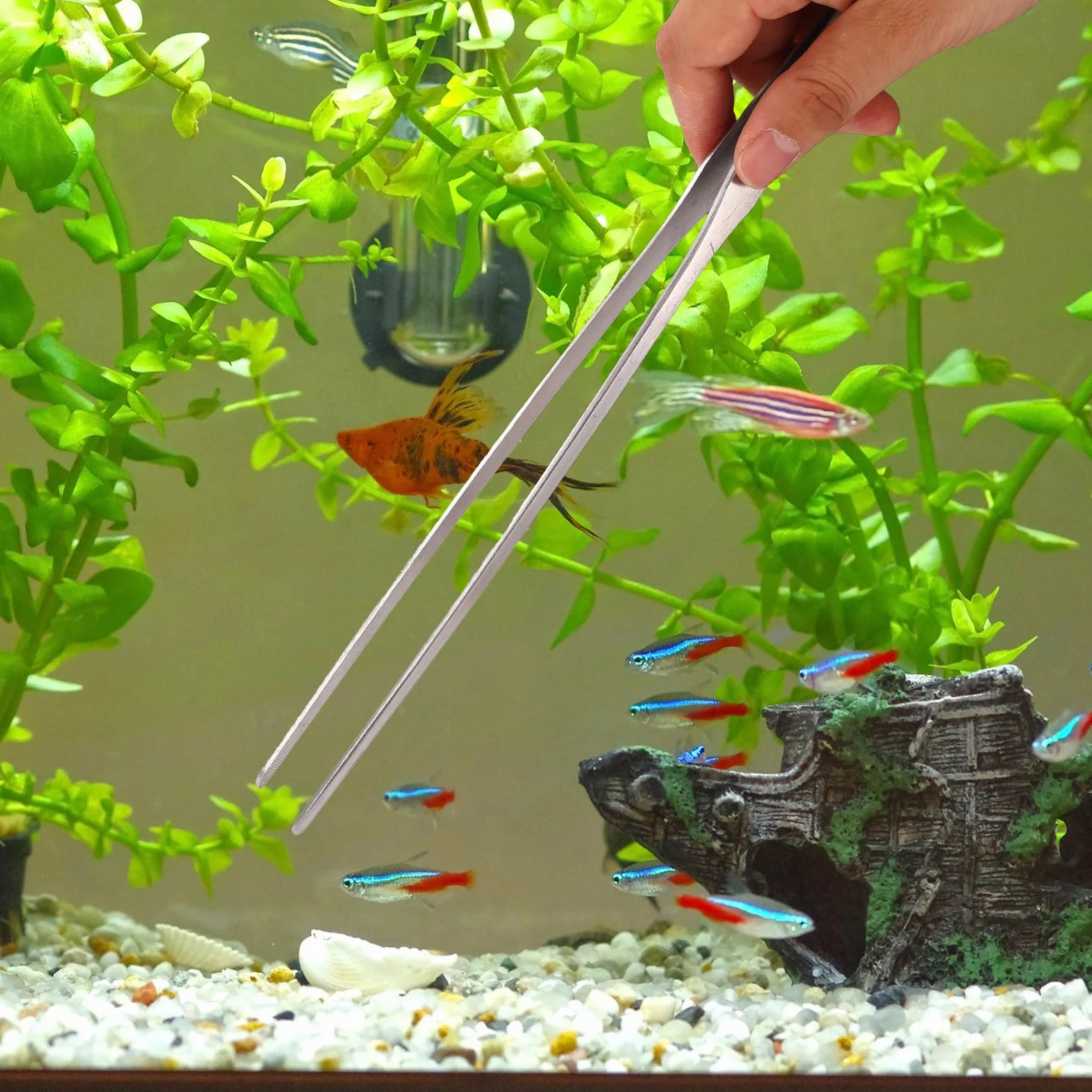 Kit Attrezzi Aquascaping Acquario Acciaio Inossidabile Pinze Forbici Spatola Raschietto Alghe Teste Sostituzione