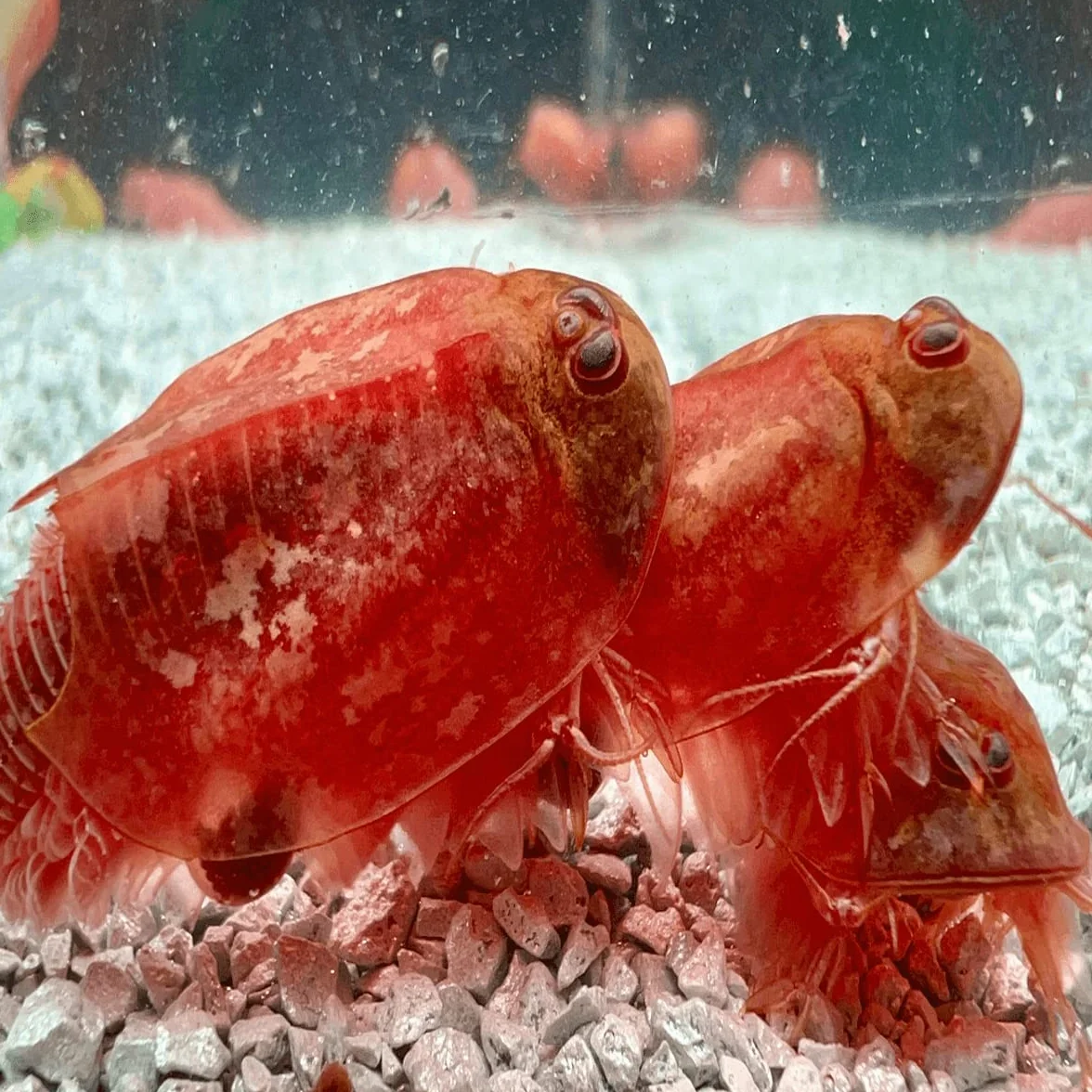 Triops Beni Kabuto EBI Albino Grasso di allevamento 300 uova