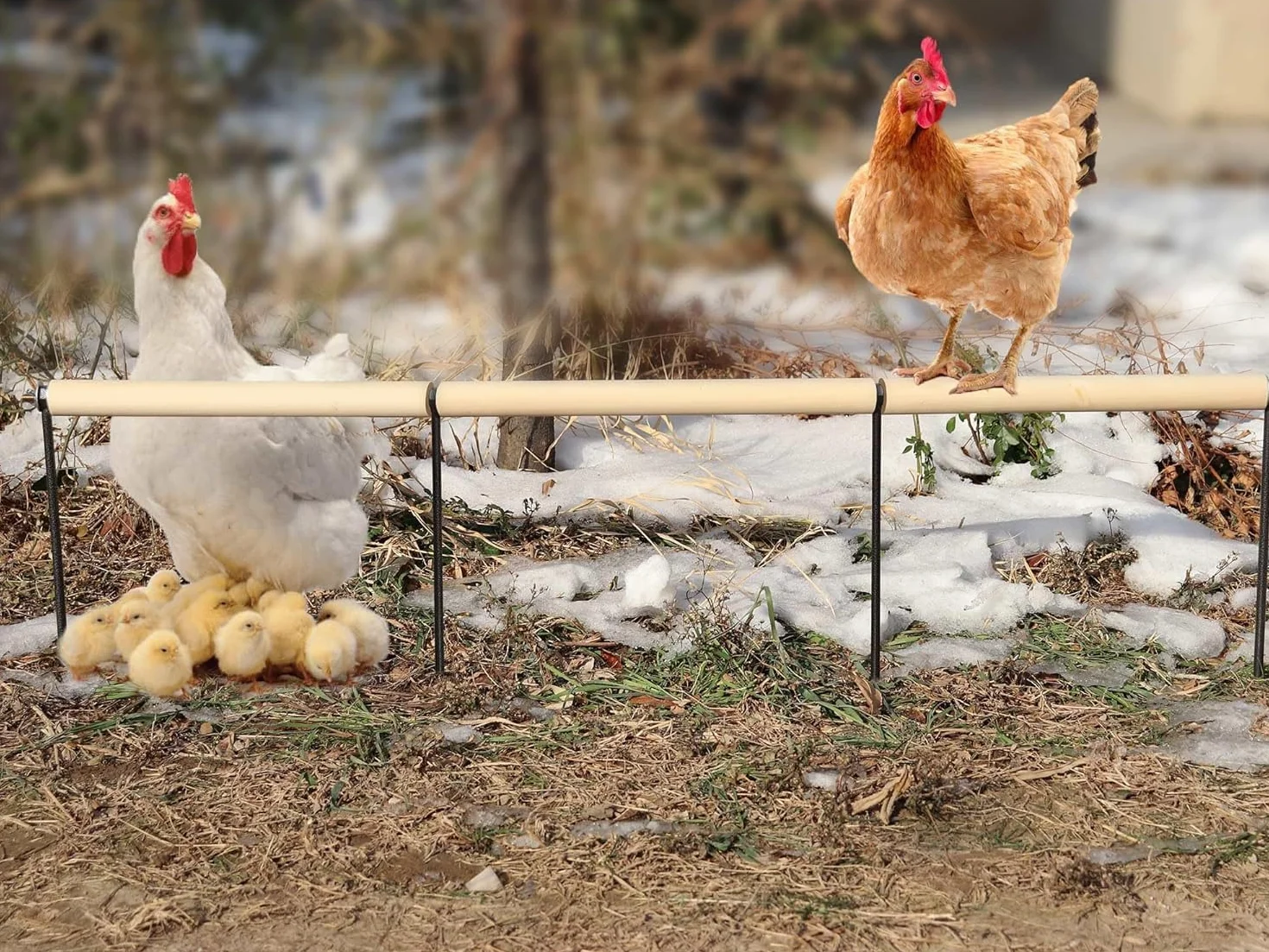 Trespolo Extra Lungo in Legno Naturale per Polli, Altalena da Esterno con Punta Metallica, Accessori per Pollaio