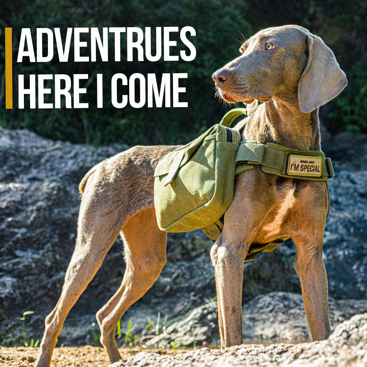OneTigris Hoppy Camper 2,0 - Zaino per cani da campeggio, escursionismo, strappo, taglia M/L (L, verde ranger)