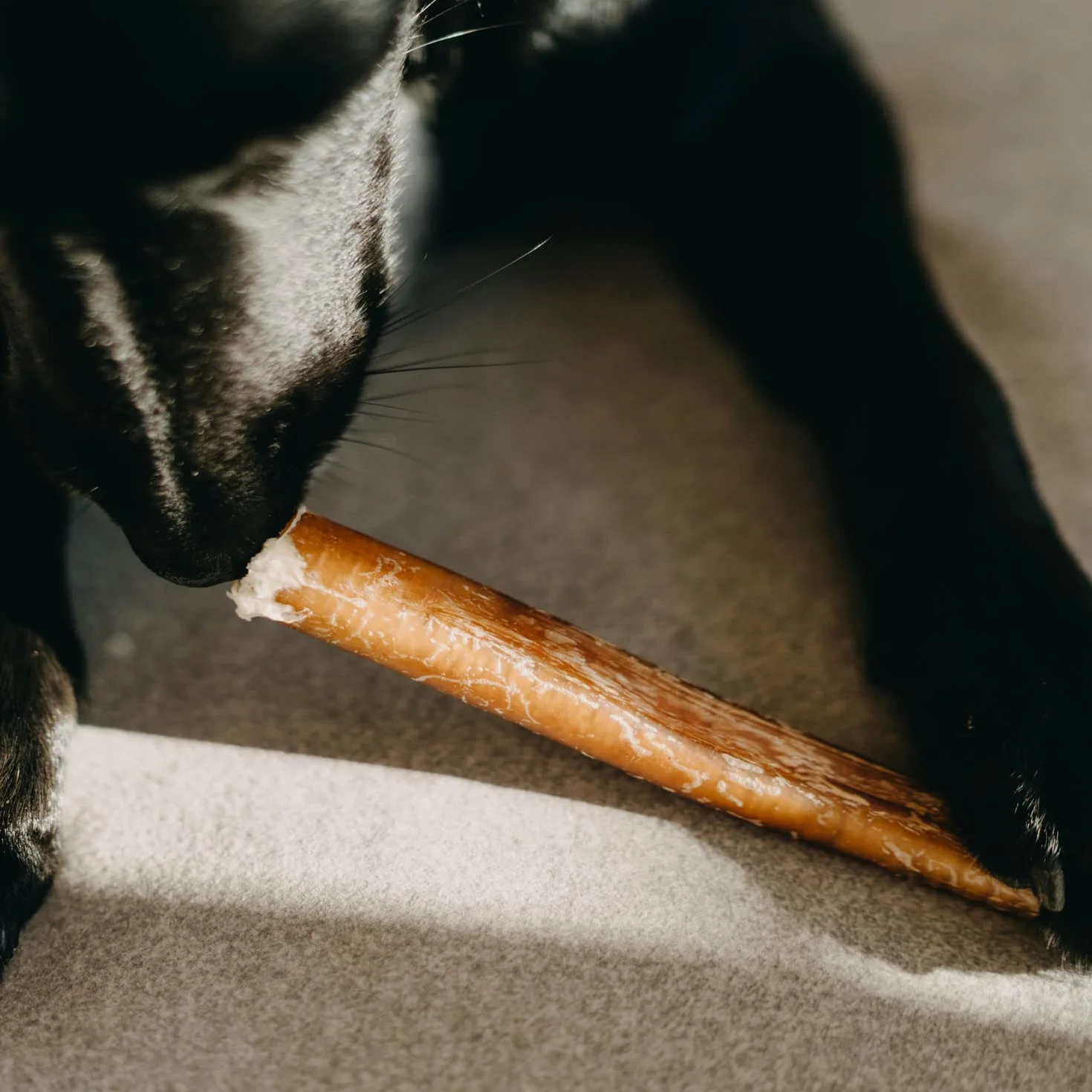 Bastoncino per Cane da 30 cm L - Nervo di Bue per Cani Essiccato, 100% Naturale, 3 Pezzi