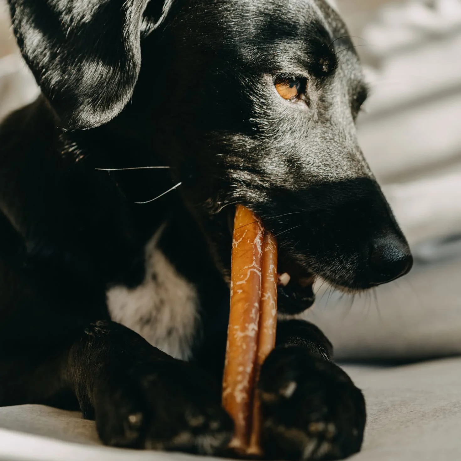 Bastoncino per Cane da 30 cm L - Nervo di Bue per Cani Essiccato, 100% Naturale, 3 Pezzi