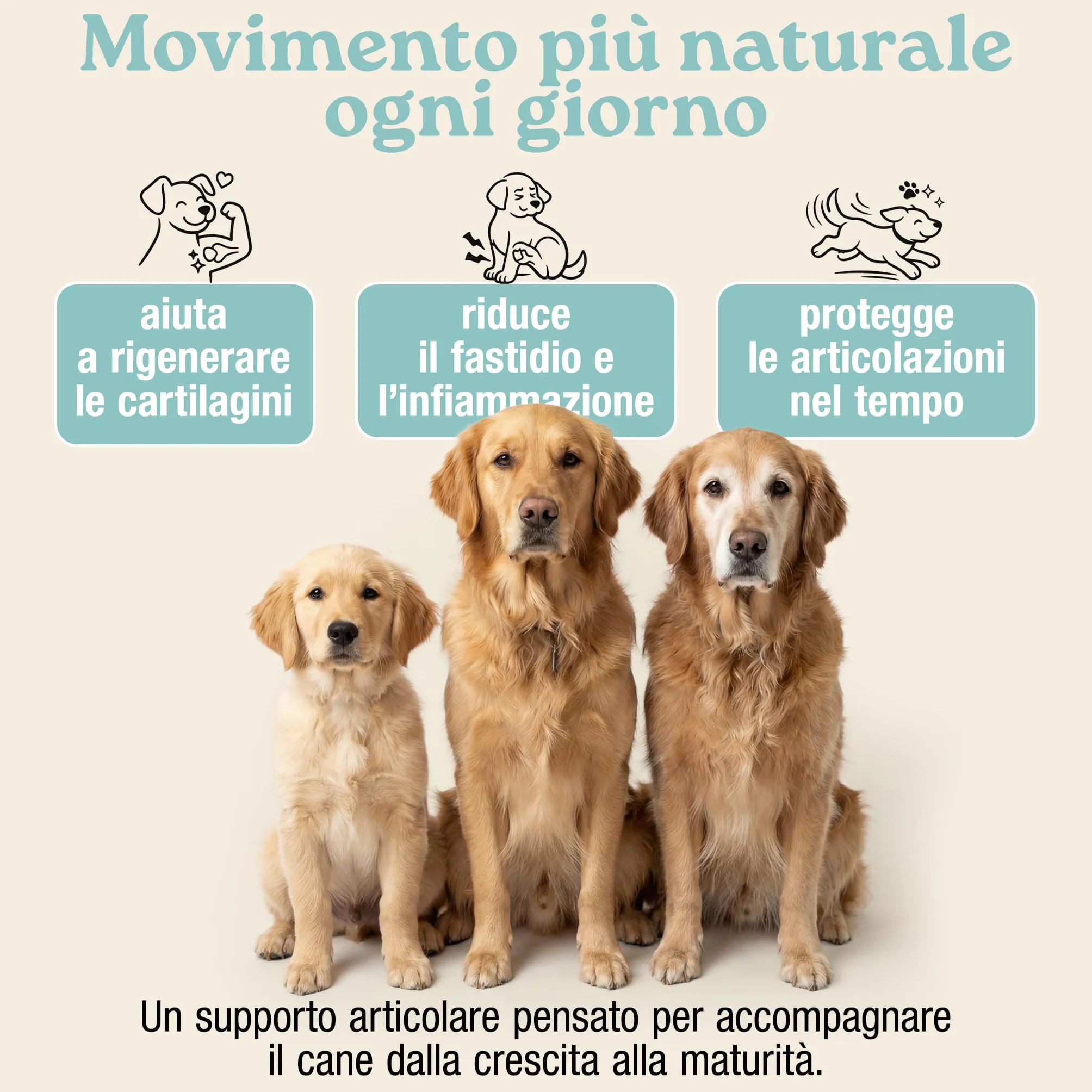 MyPetPrime Articolazioni Cane Mangime Complementare 125 Compresse | Nuova Formula JointSupport con MSM, Polvere di Cozza Verde, Glucosamina, Condroitina e Artiglio del Diavolo