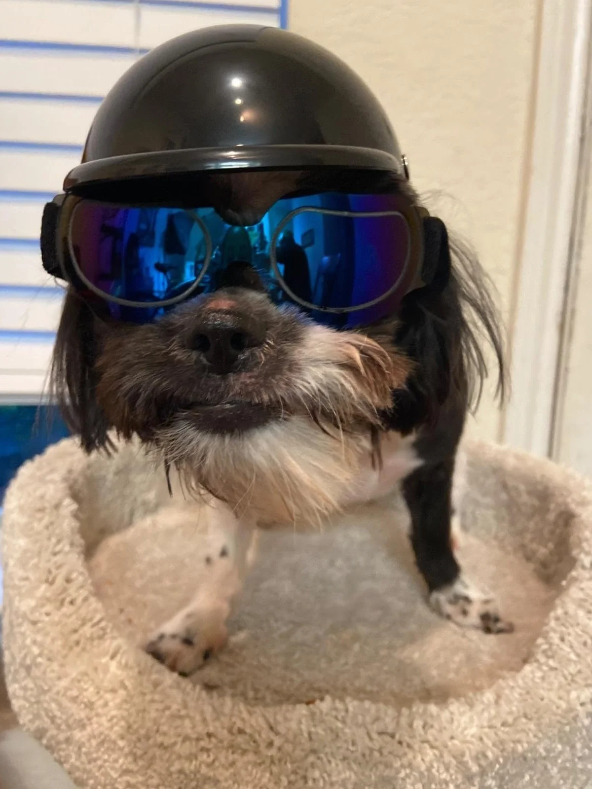 Casco per animali domestici, antivento, Occhiali anti UV per cani con per cani di taglia piccola/media (nero)