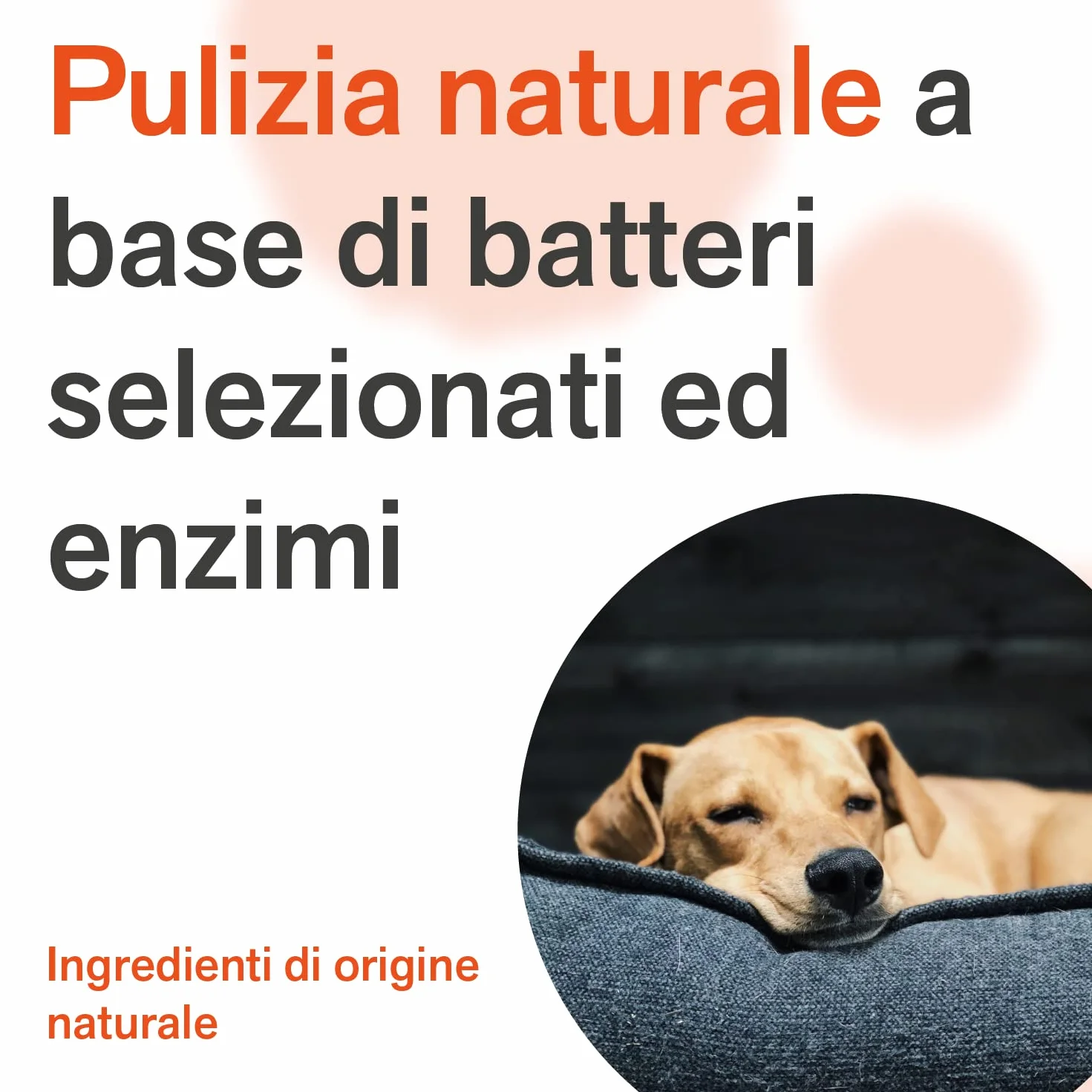 BactPro BactPets elimina odori e macchie per cani e gatti spray 700 ml