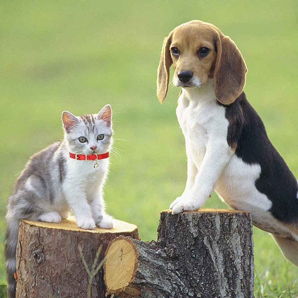 5 Pezzi Collare per Gatto in Pelle,Regolabile Collare Animali Domestici con Campana,Fibbia di Sgancio di Sicurezza Collare per Gatti Animaletti Picoli Cani