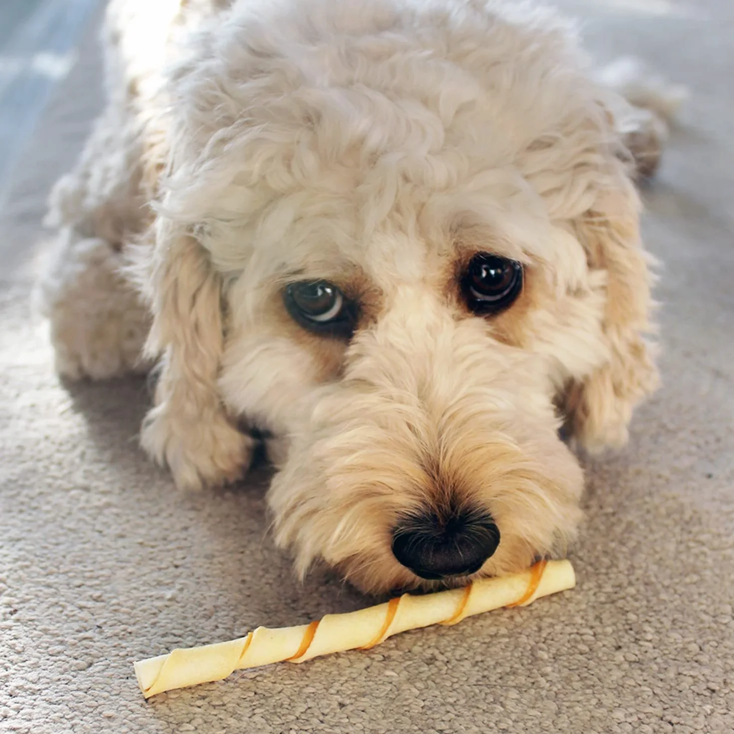 8in1 Pro Dental Twisted Sticks - Bastoncini da Masticare Sani per Cani per la Cura dei Denti, 35 Pezzi