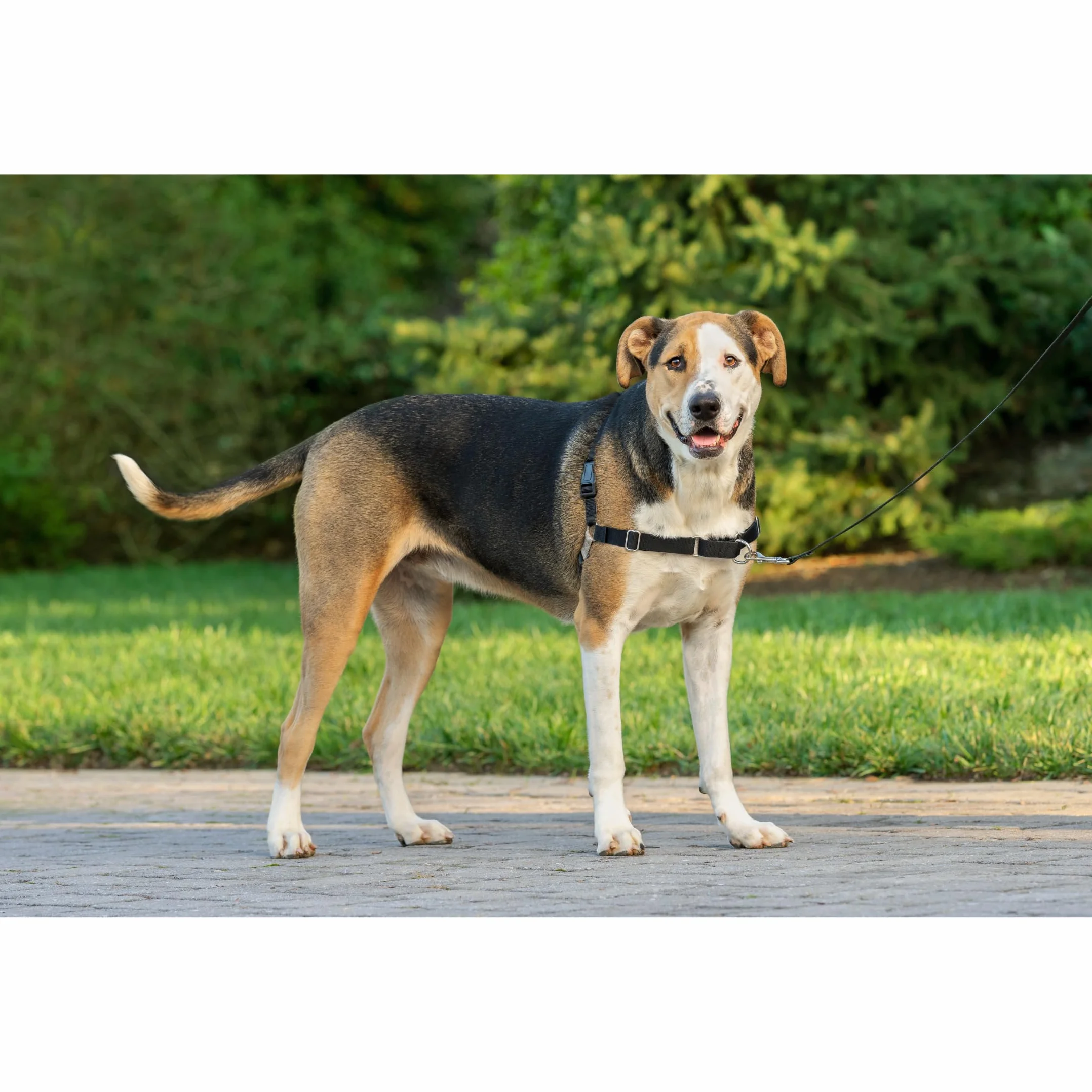 PetSafe Easy Walk - Pettorina per Cani Anti-Tiro, Nero, XL