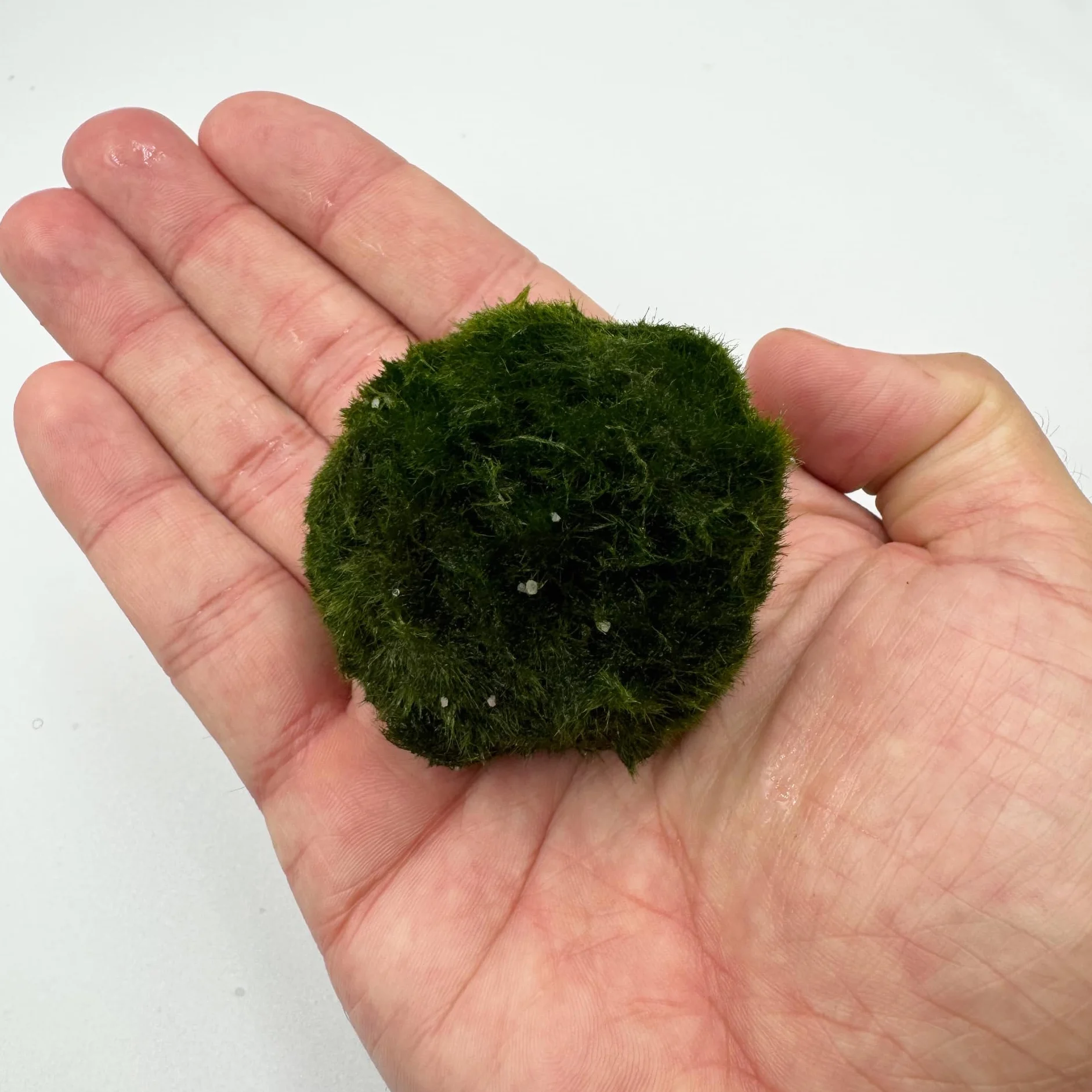 AquaBreedingSkill Set di 3 alga palla Marimo viva 4–5 cm – piante vere per acquario dolce, pianta acquario vera naturale, marimo alga regalo