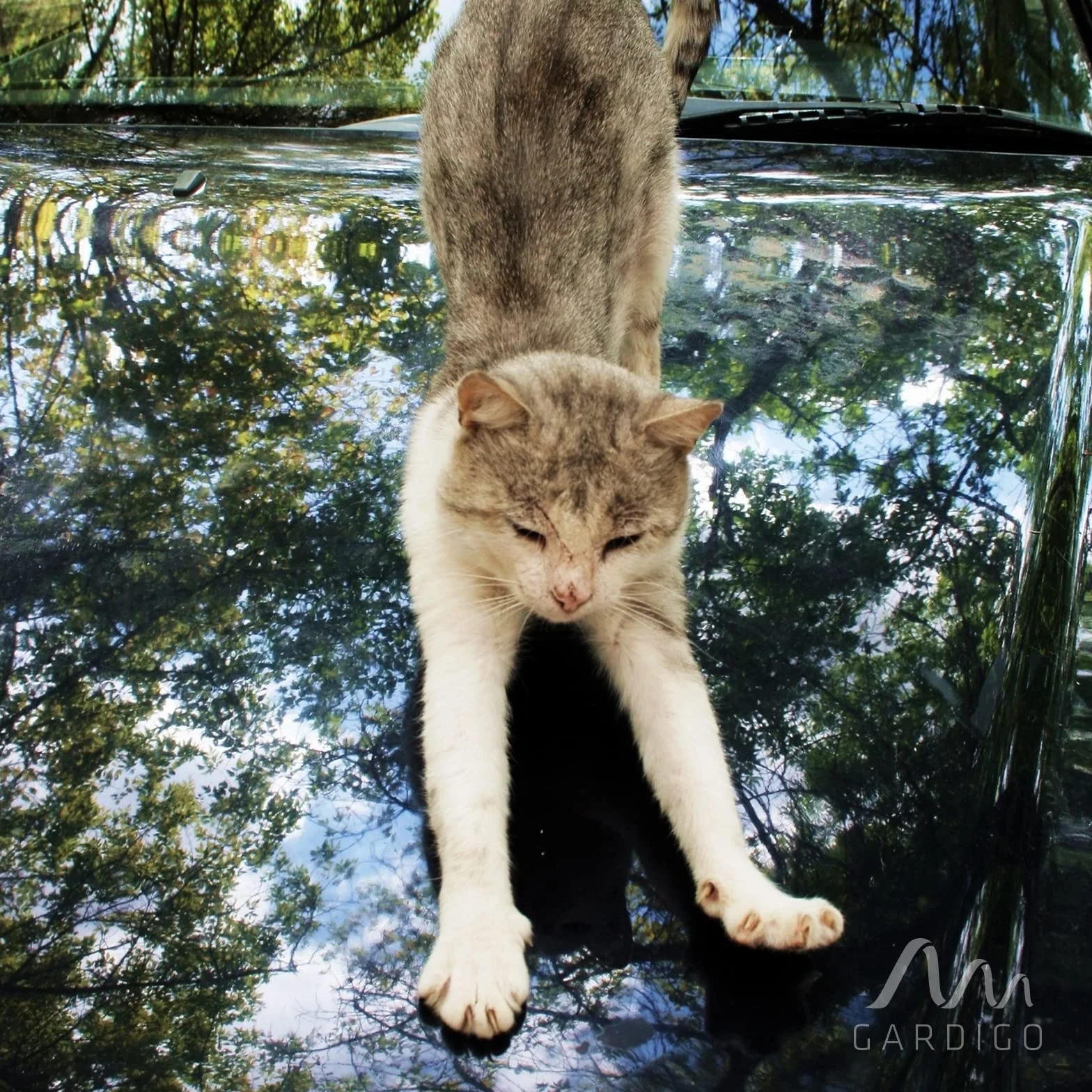 GARDIGO® Scaccia Gatti | Repellente per Gatti | Dissuasore per Cani | Disabituante Gatti | Repellente Ultrasuoni Animali Giardino | Angolo di Rilevamento 70°, Raggio d'Azione 7 m | Anti Gatto 1 Pezzo