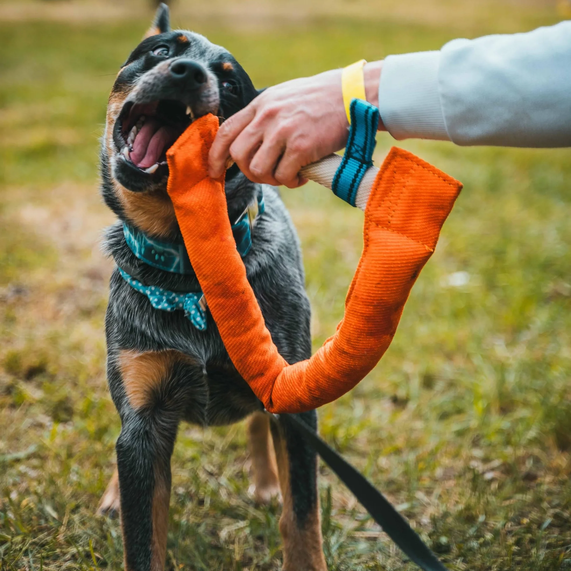 Bull Fit Manicotto per Cani a Ferro di Cavallo 30 cm, Salsicciotto Molto Robusto per I'addestramento dei Cani, per il Tiro alla Fune e per i Giochi di Tiro alla Fune, Arancione