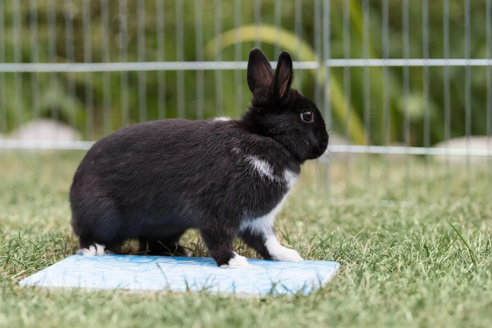 Trixie 63010 - Piastra refrigerante per Piccoli Animali