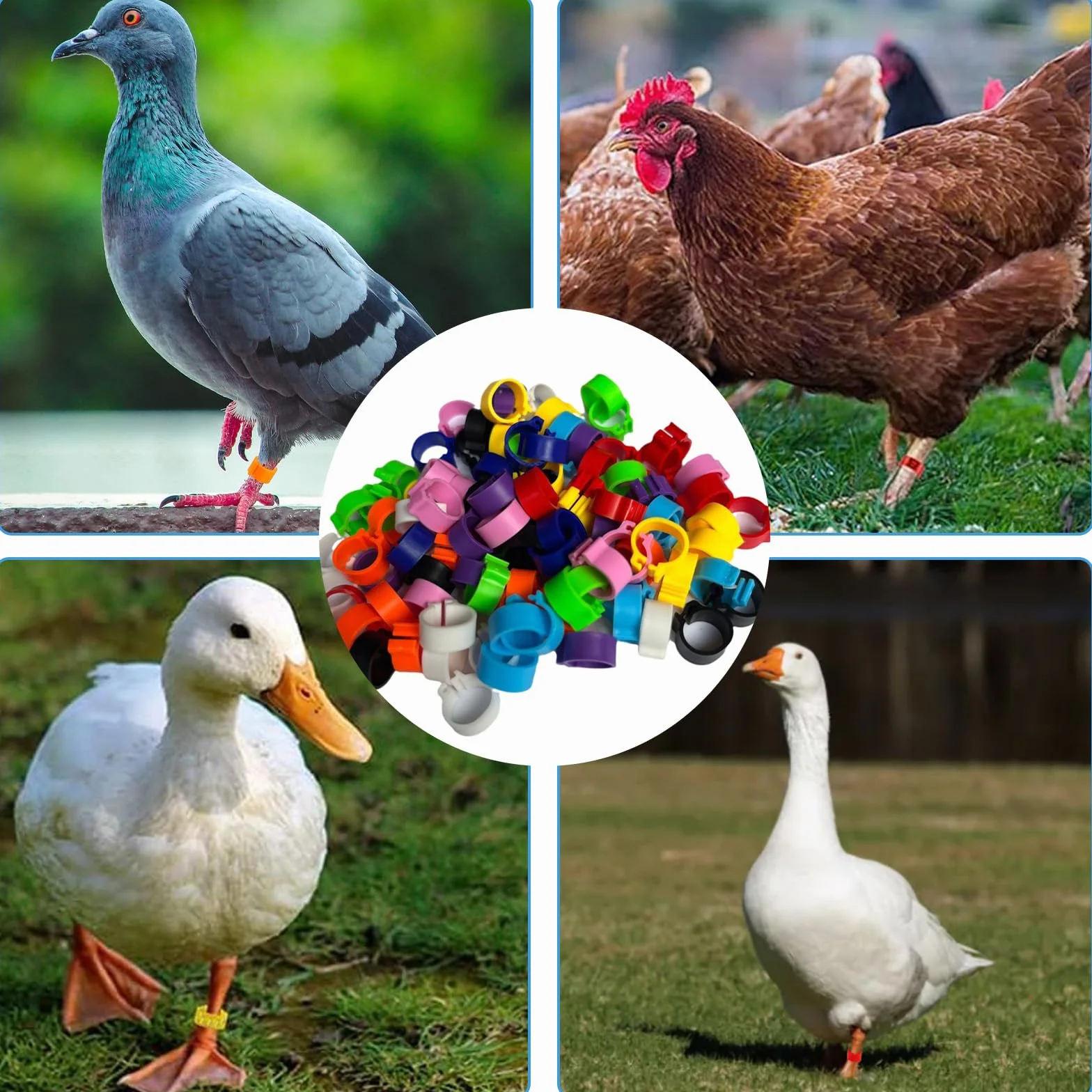 100 Anelli colorati in plastica da 10 mm per gambe di piccioni senza riconoscimento baionetta. Disponibili 10 colori, perfetti per viaggiatori e piccioni da compagnia.