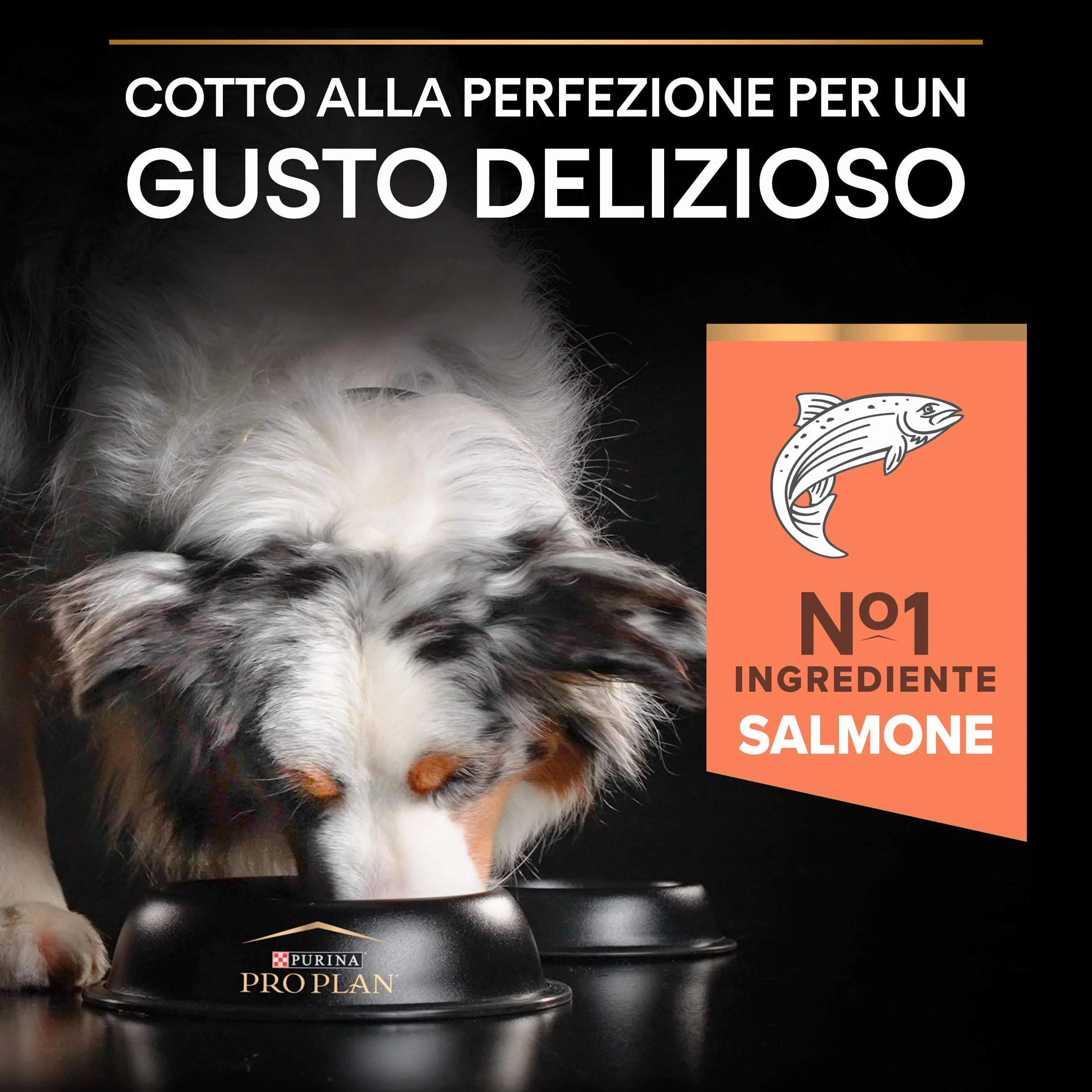 Purina Pro Plan Optiderma Medium Adult Crocchette Cane Salmone 14kg
