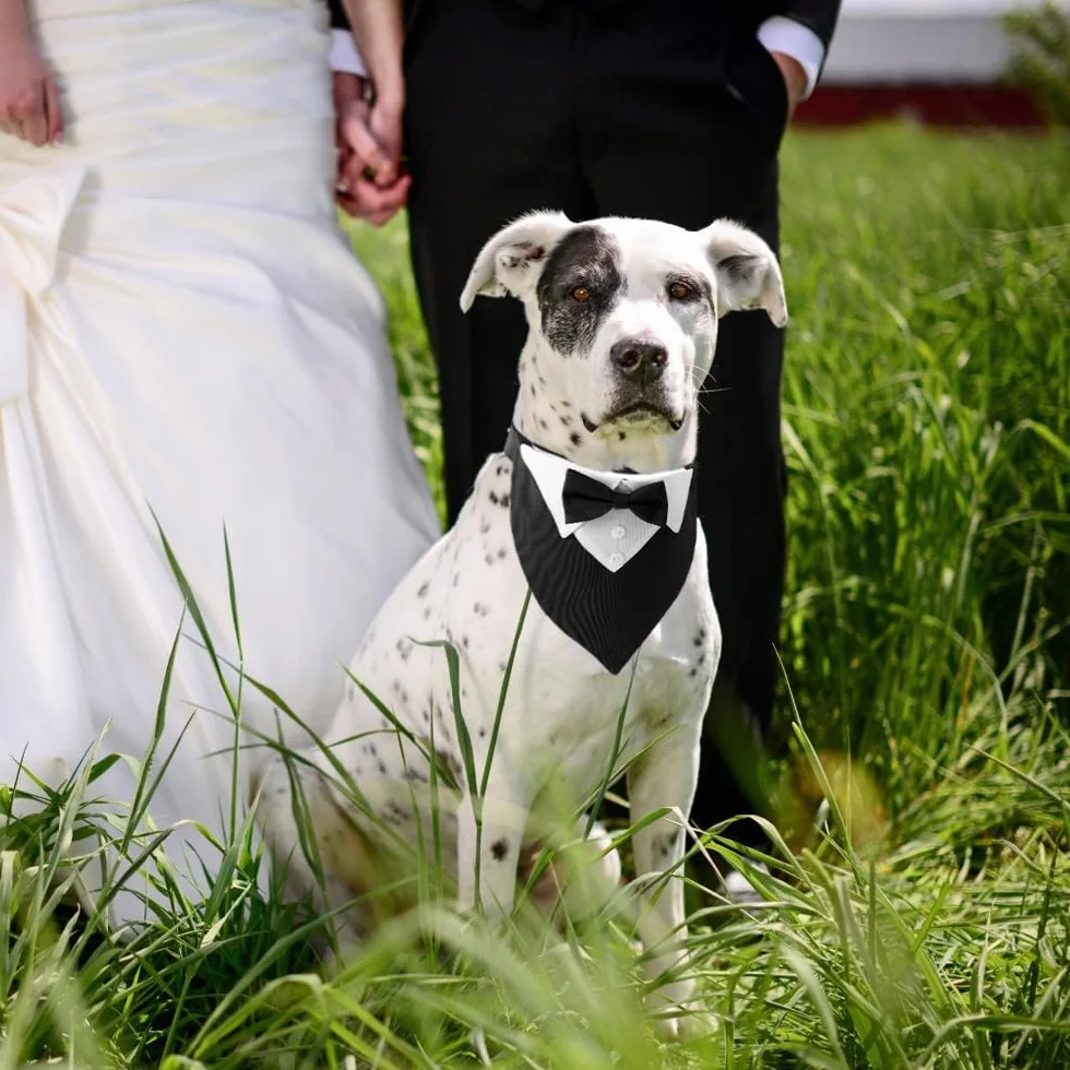 DONGKER Collare Smoking per Cani Regolabile con Papillon per Cane Piccola Media Grande Matrimonio Compleanno San Valentino