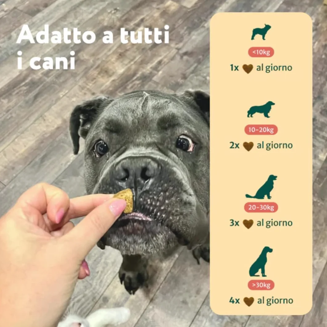 DogSuppy Sollievo Prurito Probiotici Forte per Cani – Ferma Prurito, Grattamento, Leccamento delle Zampe e Mangiare l’Erba, Allevia Allergie e Lieviti, 100% Naturale, Sostiene Intestino e Immunità