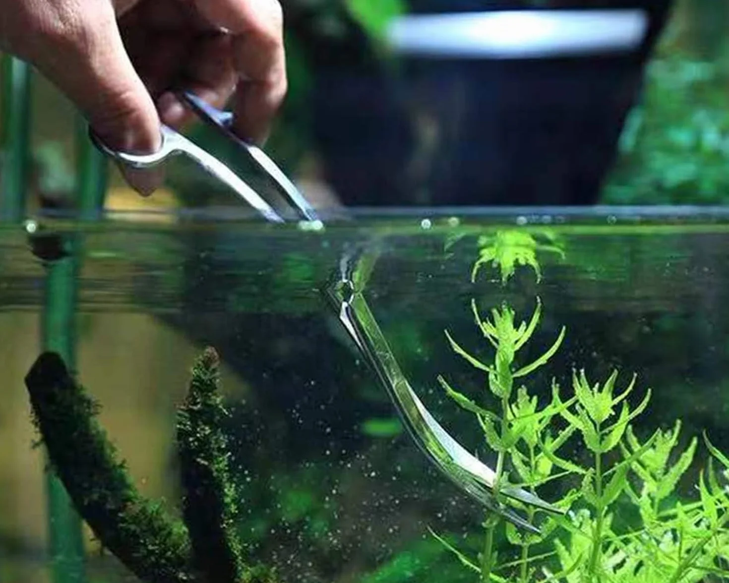 Forbici curve in acciaio inox 25 cm per acquario piante acquatiche