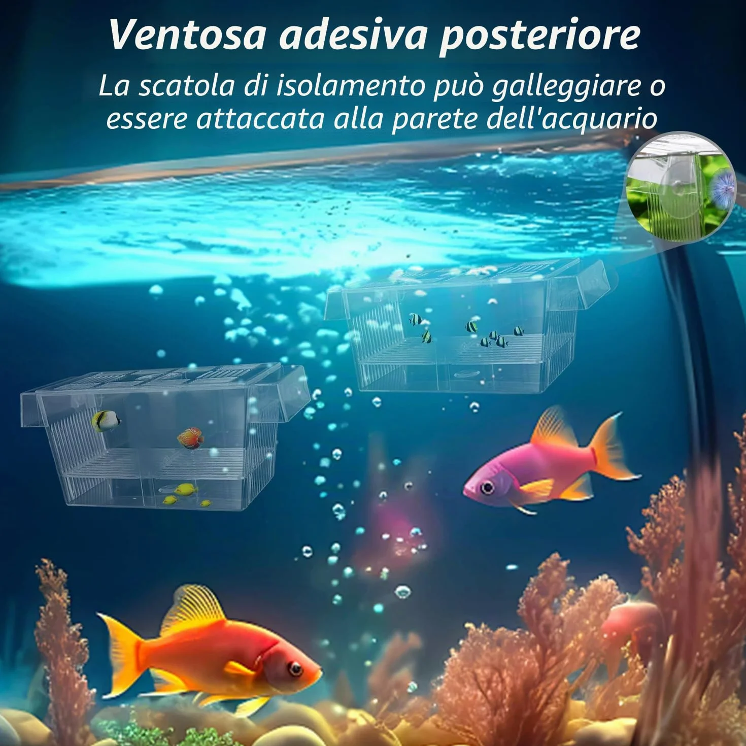 Scatola di isolamento trasparente a doppio strato, multifunzionale, galleggiante, con ventosa, per la cura di pesci piccoli nell'acquario, 12,6 x 7 x 7 cm