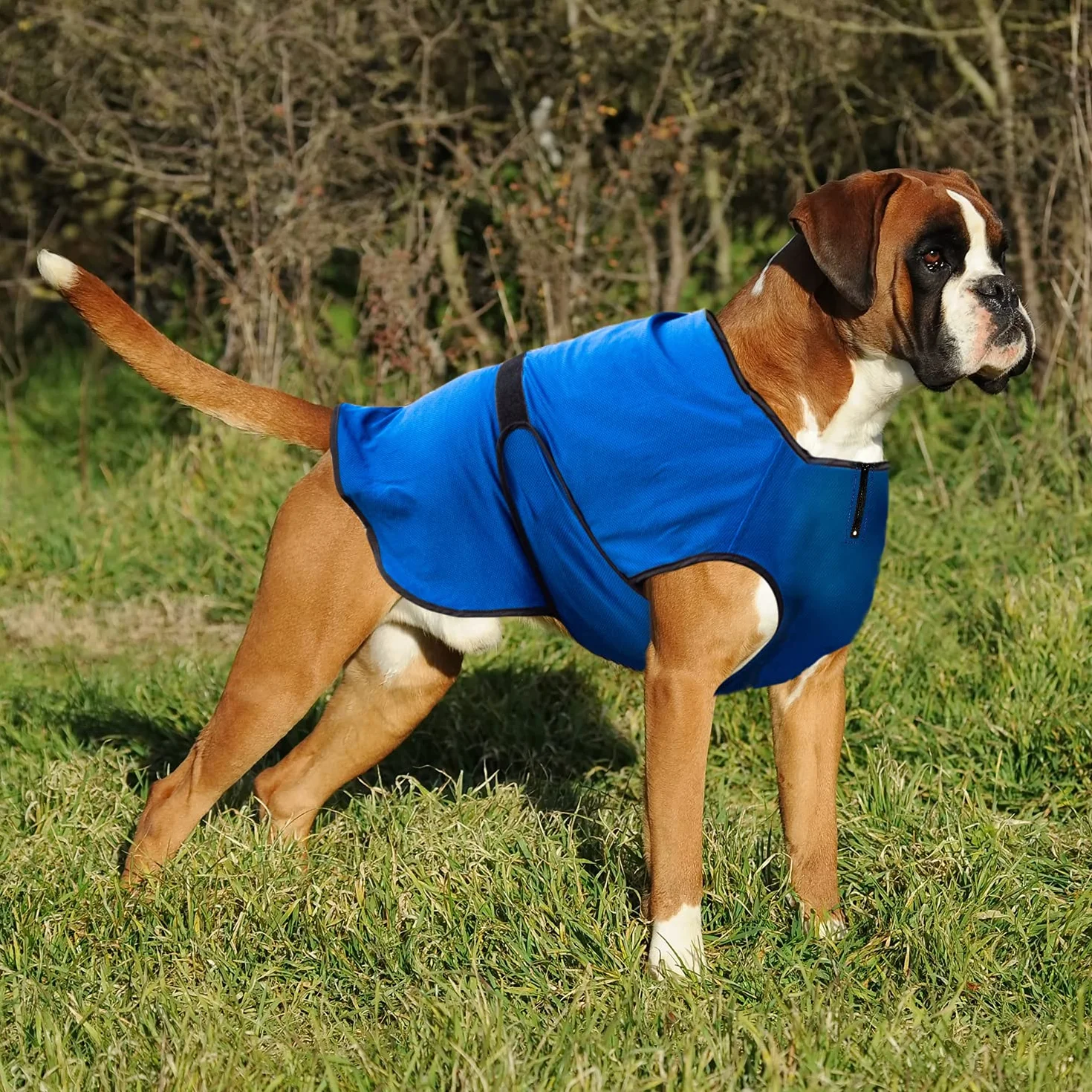 Lautus Pets Cappottino Refrigerante Cane Giacca Rinfrescante Leggera XL