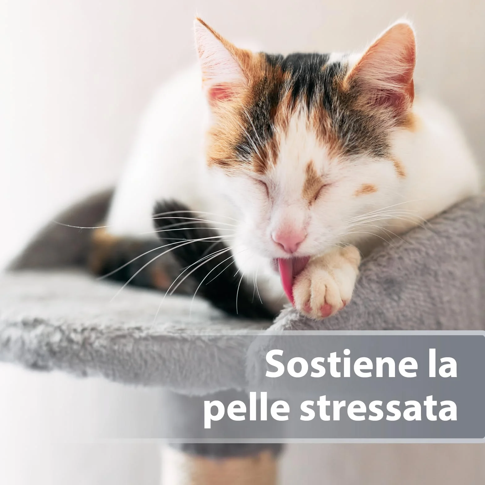 Felisept Micro Argento Spray per gatti 75ml - Cicatrizzante - Spray per ferite del cane - Indolore per il gatto - Senza alluminio e argento colloidale per gatti - Idratante