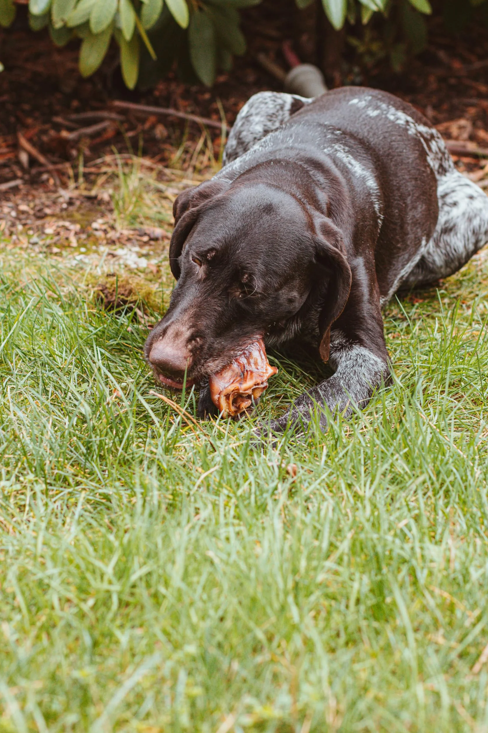 DIBO Orecchie di maiale, 10 pezzi in sacchetto, piccolo snack o dolcetti per alimenti per cani, articoli da masticare di qualità senza prodotti chimici
