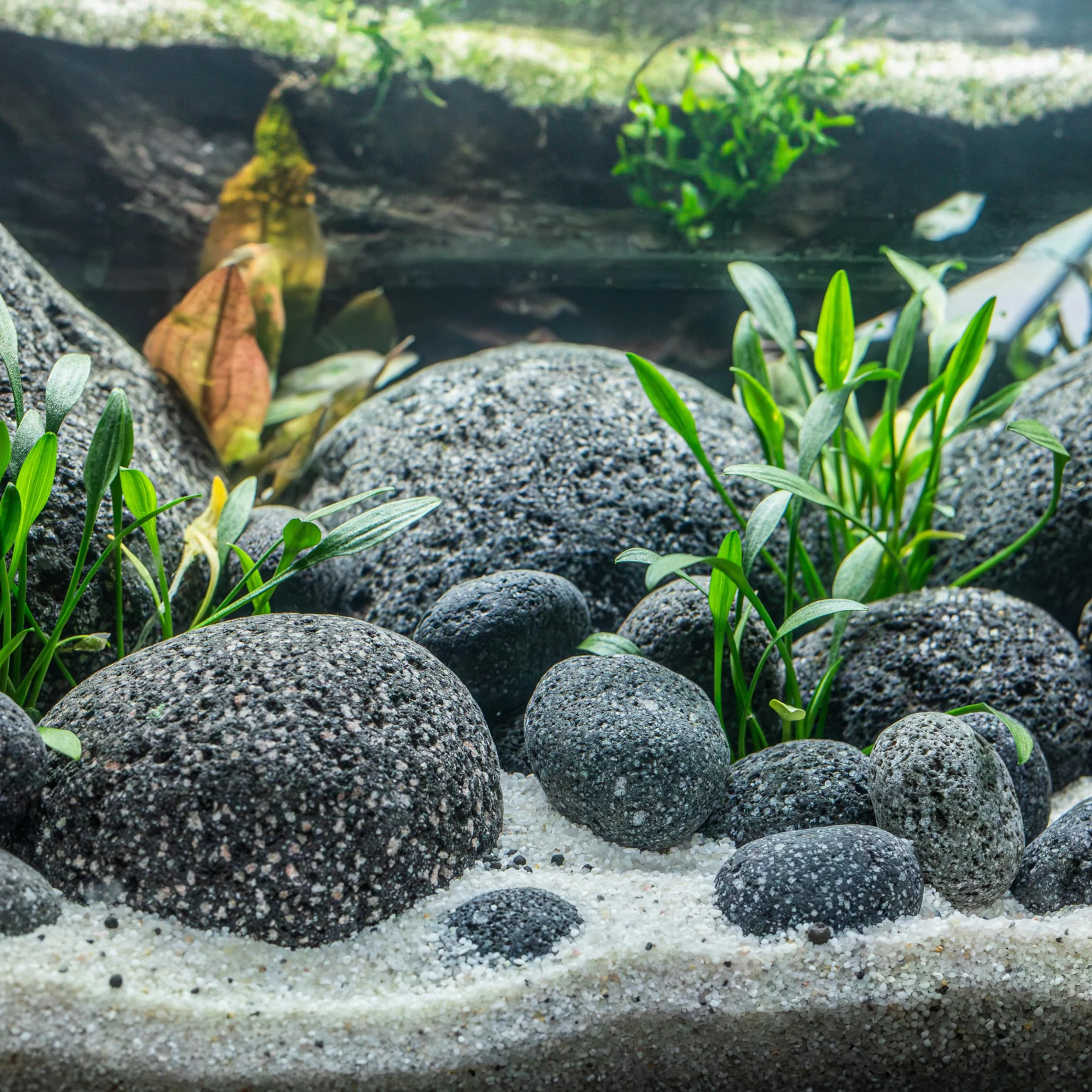 ARKA mySCAPE-LAVA PEBBLES - Pietre per acquari d'acqua dolce - ca. 70-90 mm - Contenuto: 10 kg