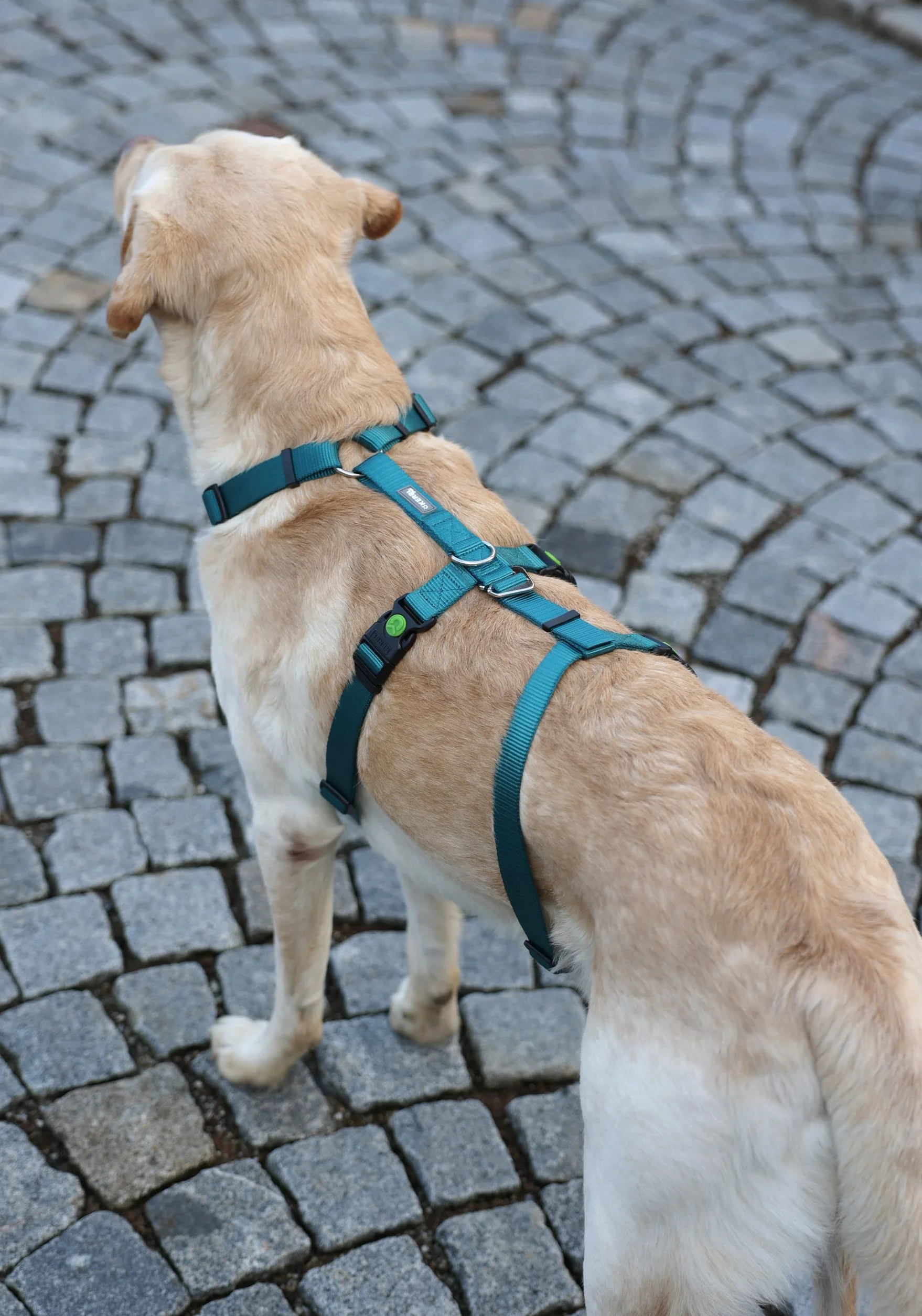 Kerbl Pettorina antipanico per cani, petrolio, circonferenza collo 48-64 cm, larghezza cinghia 25 mm