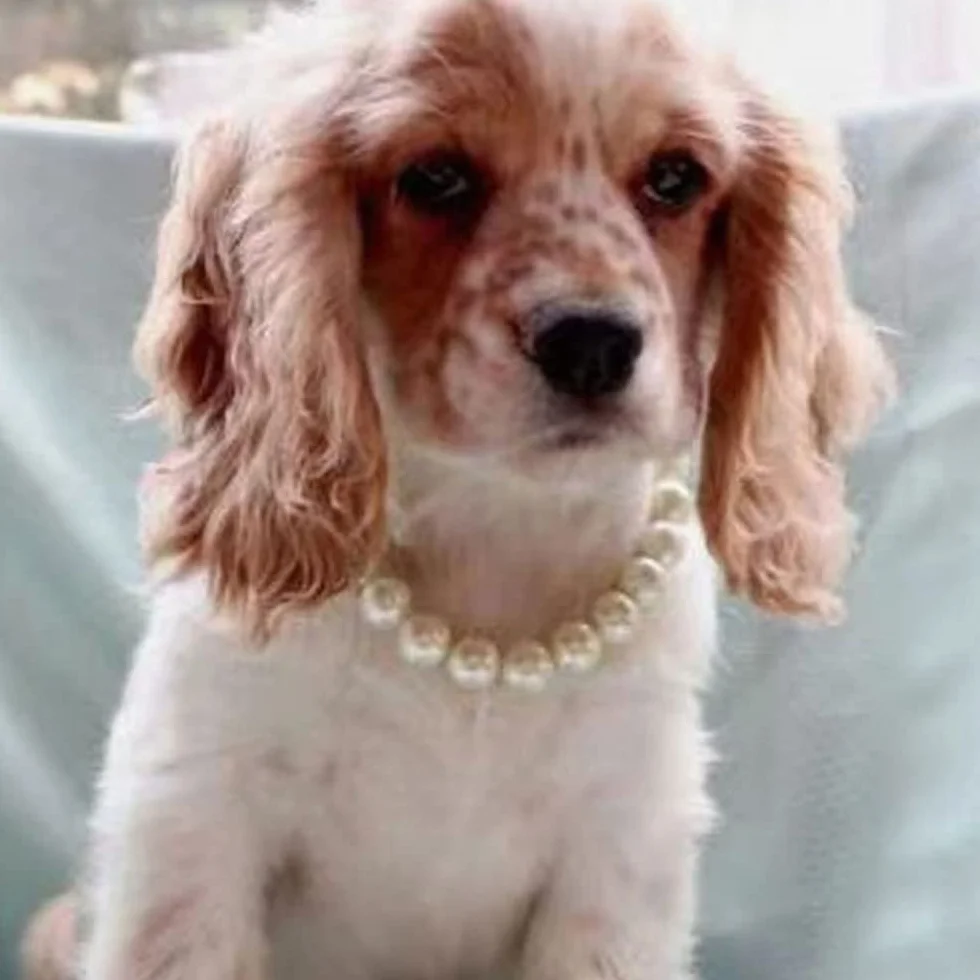 Collare Regolabile Perla per Gatto Cane Gioielli Chihuahua York Accessori