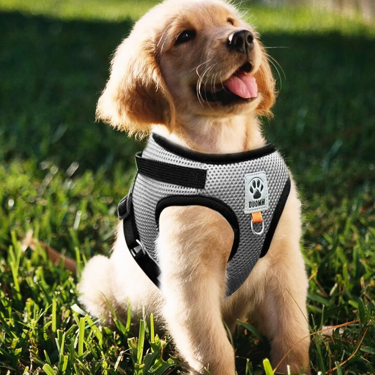 Pettorina e Guinzaglio per Cani, Pettorina Riflettente per Cuccioli, Set di imbracatura e guinzaglio per cuccioli, gatti e gattini (Grigio, S)