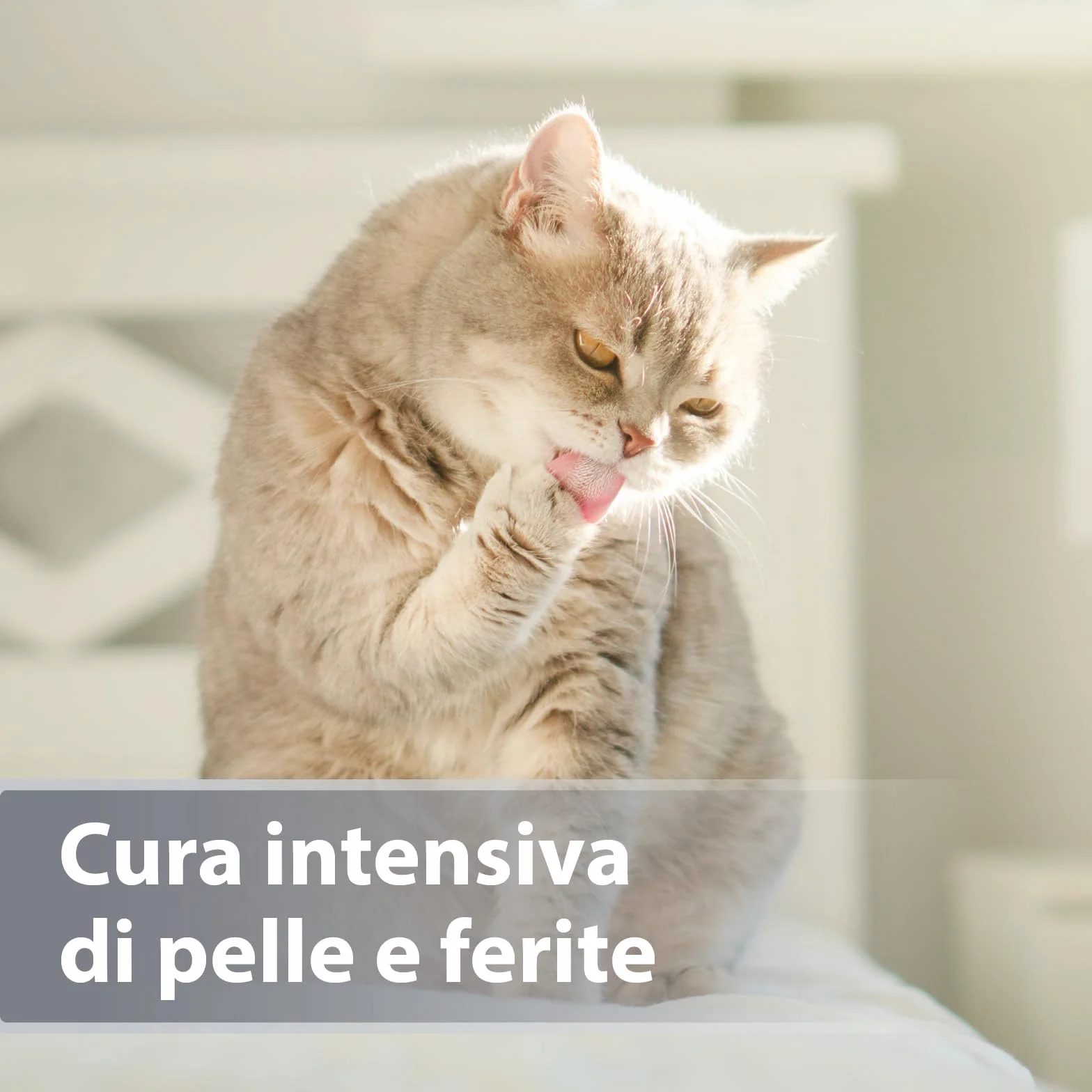 Felisept Micro Argento Spray per gatti 75ml - Cicatrizzante - Spray per ferite del cane - Indolore per il gatto - Senza alluminio e argento colloidale per gatti - Idratante