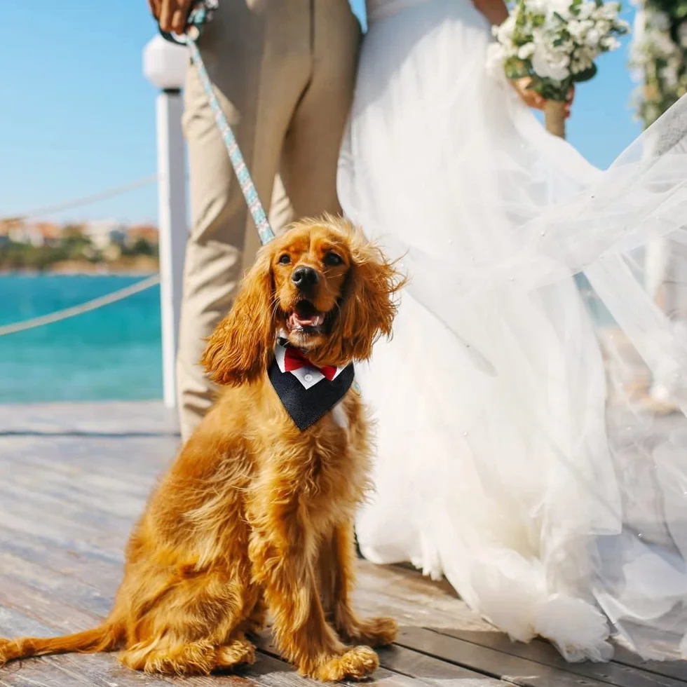 DONGKER Bandana Smoking per Cani, Collare Regolabile con Anello a D per Cane Gatti Piccola Media Grande