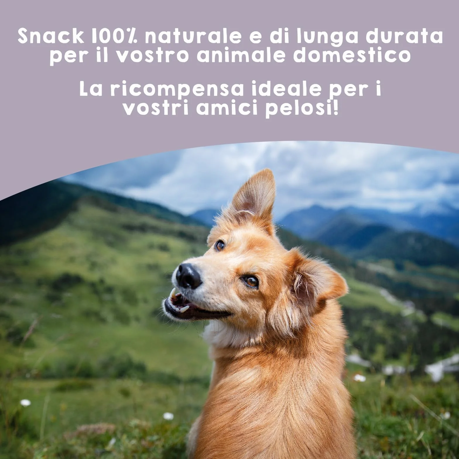 MAIKAI Nervo di Bue Snack 100% Naturali per Cani Tutta le Età + Premietti per l´Addestramento Cuccioli 10 Pezzi Dieta BARF + Bastoncini Ossa Ideali per i Denti - Regali Per Cani