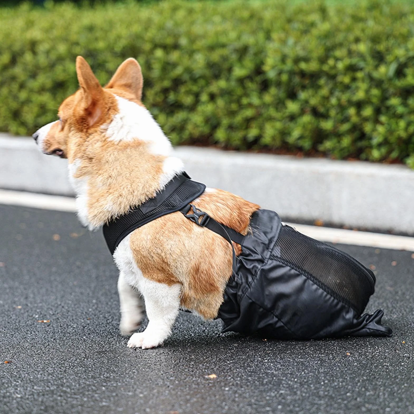 Borsa per Cani, Borsa per Recupero Alternativo della Sedia a rotelle, per Gambe Posteriori e Posteriori, Traspirante, Regolabile, Protettiva, per Proprietari di Animali Domestici, Cani feriti