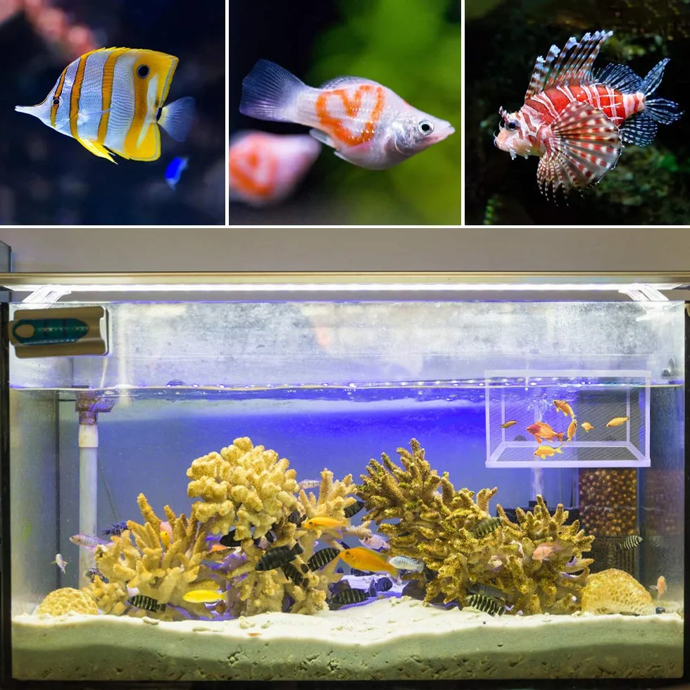 2 Confezioni Scatola di Allevamento per Acquario Scatola di Isolamento per Vivaio di Pesci Acquario Rete per Incubatoi con Ventose per Acquario